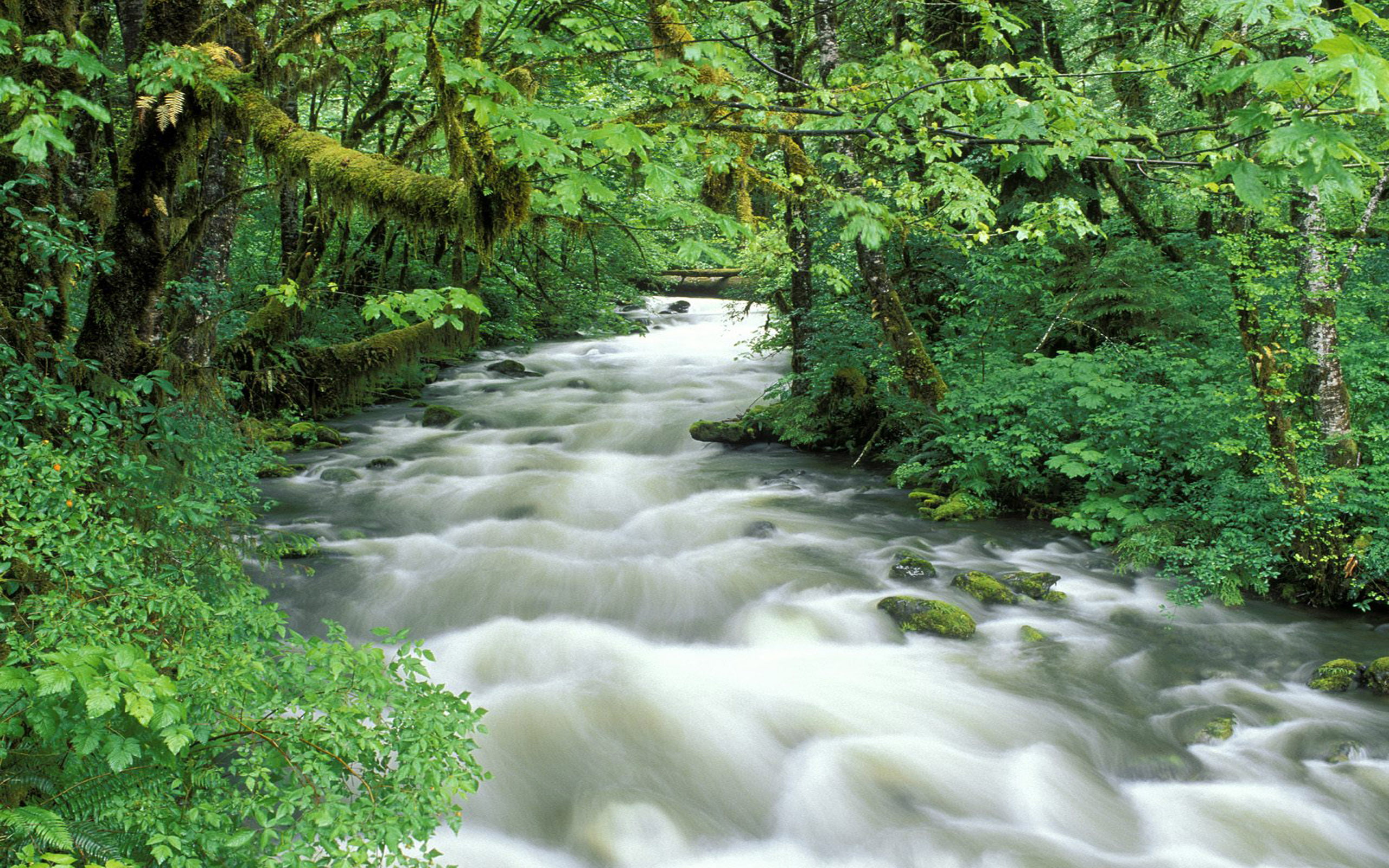 thick, vegetation, rapid, green, river, desktop, moss, 2K, tropical, stones, forest, HD Wallpaper