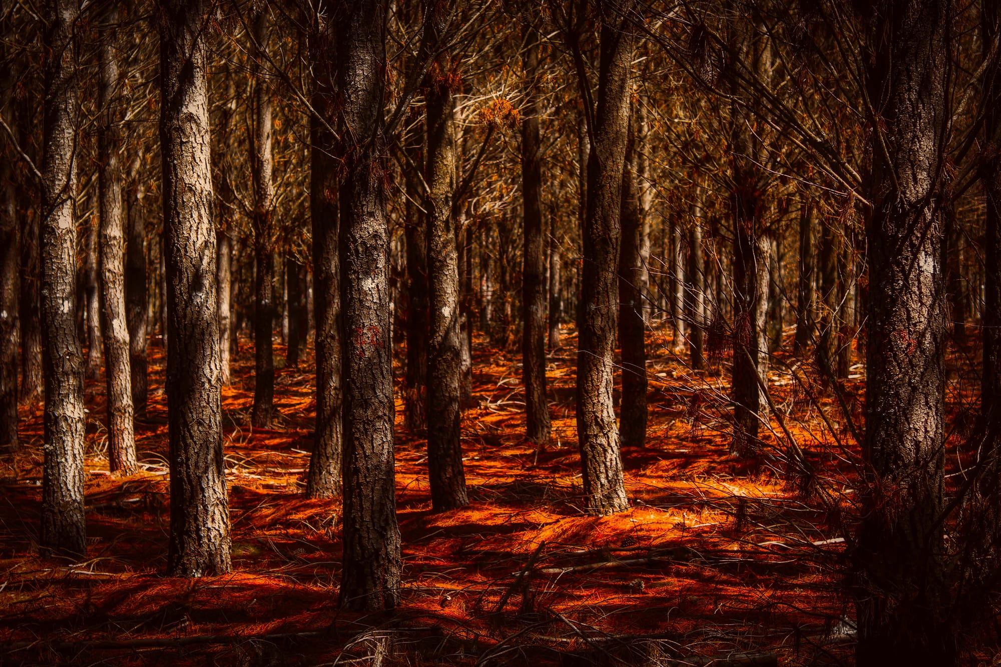 photography, change, outdoors, no people, growth, tranquil scene, landscape, bare trees, forest, photo, day, fall, tree, hdr, land, thick, 1080P, country, HD Wallpaper