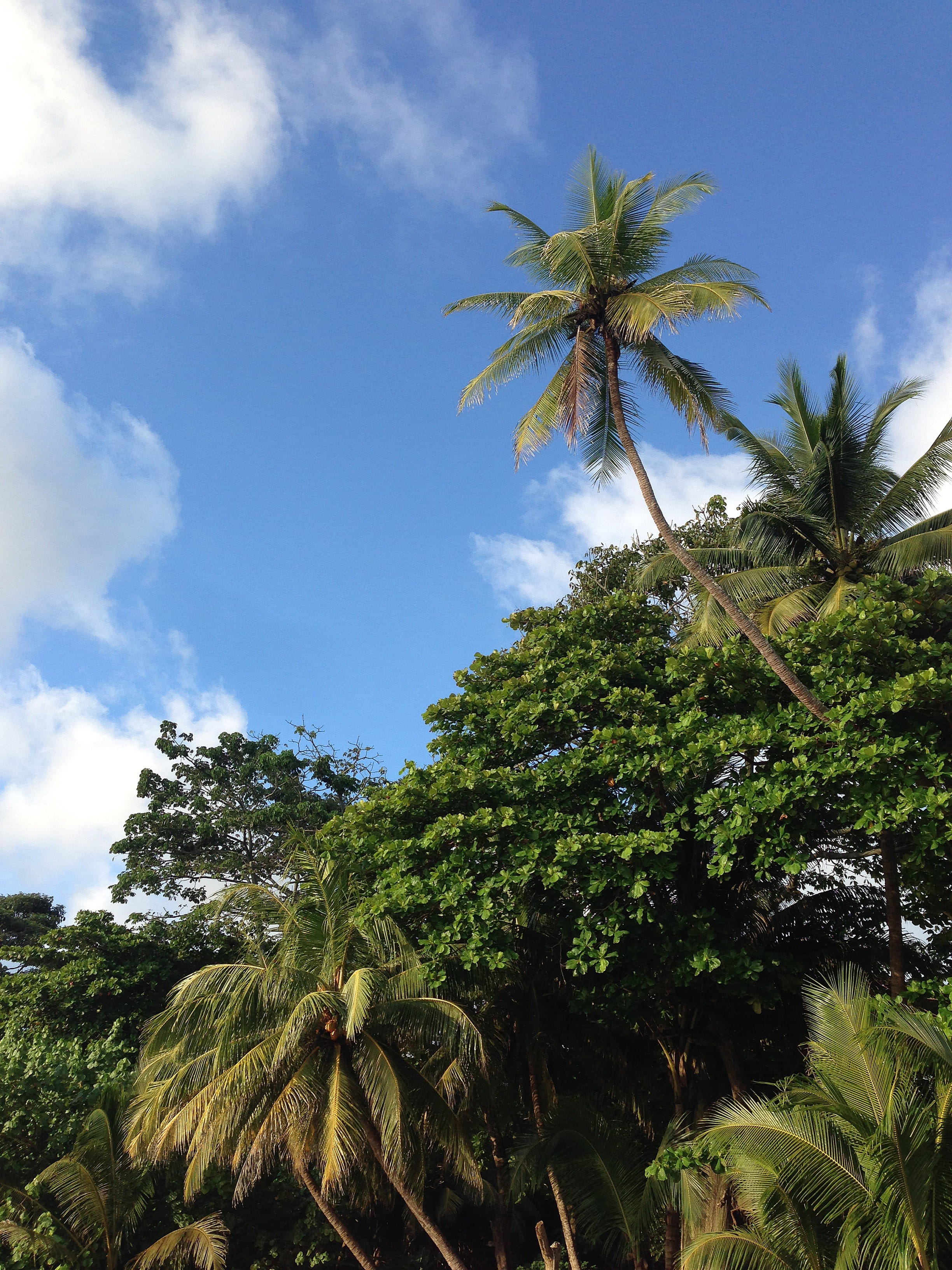 cloud - sky, parks, growth, Trees, palm tree, sky, low angle view, Palms, white, coconut trees, scenics - nature, wooden, forests, green, scenery, blue, Phone HD Wallpaper