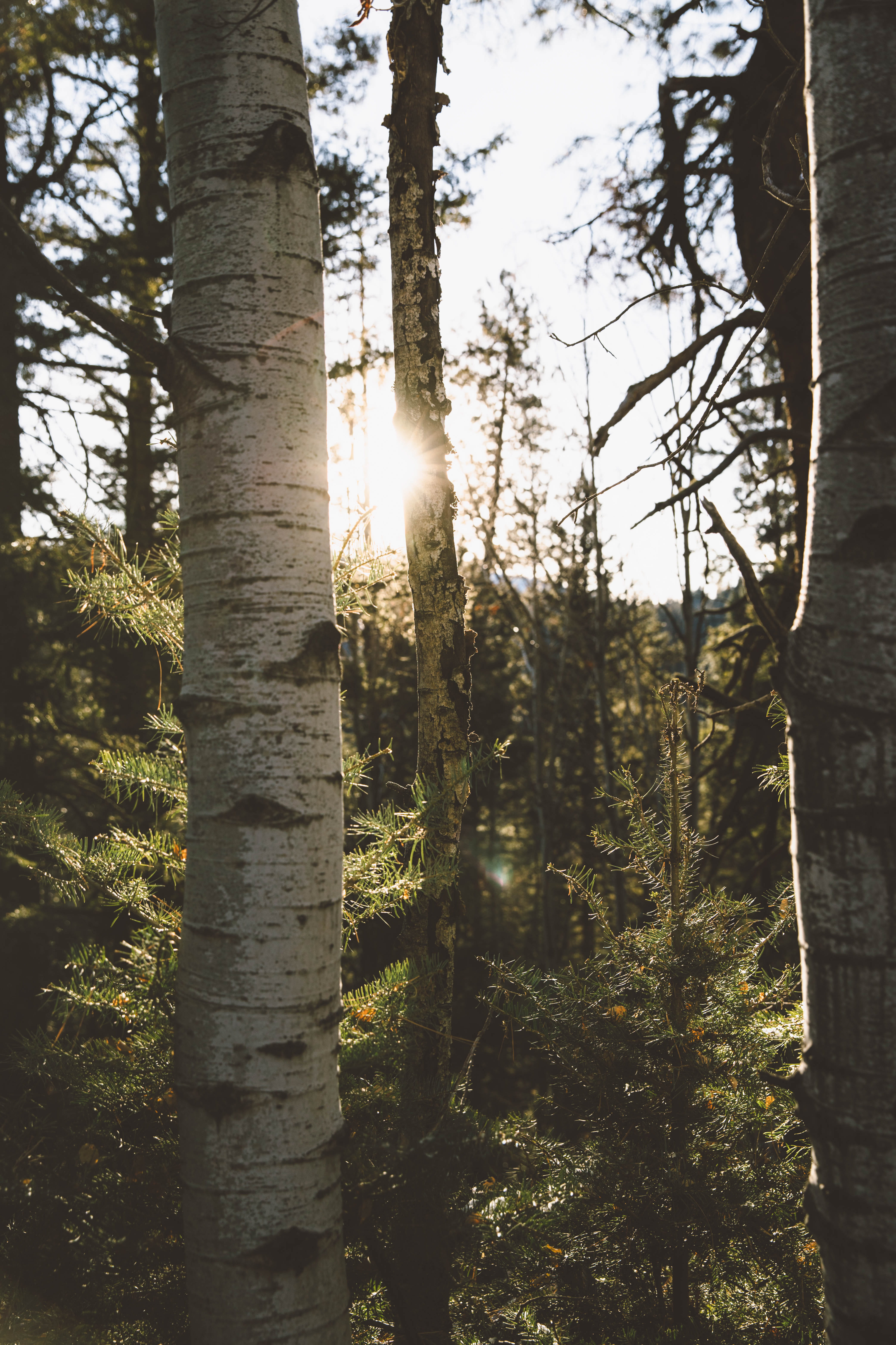beauty in nature, light, no people, photo, focus, scenics - nature, growth, daytime, land, day, streaming, sunbeam, woodland, tranquility, 5K, birch, lens flare, Phone HD Wallpaper