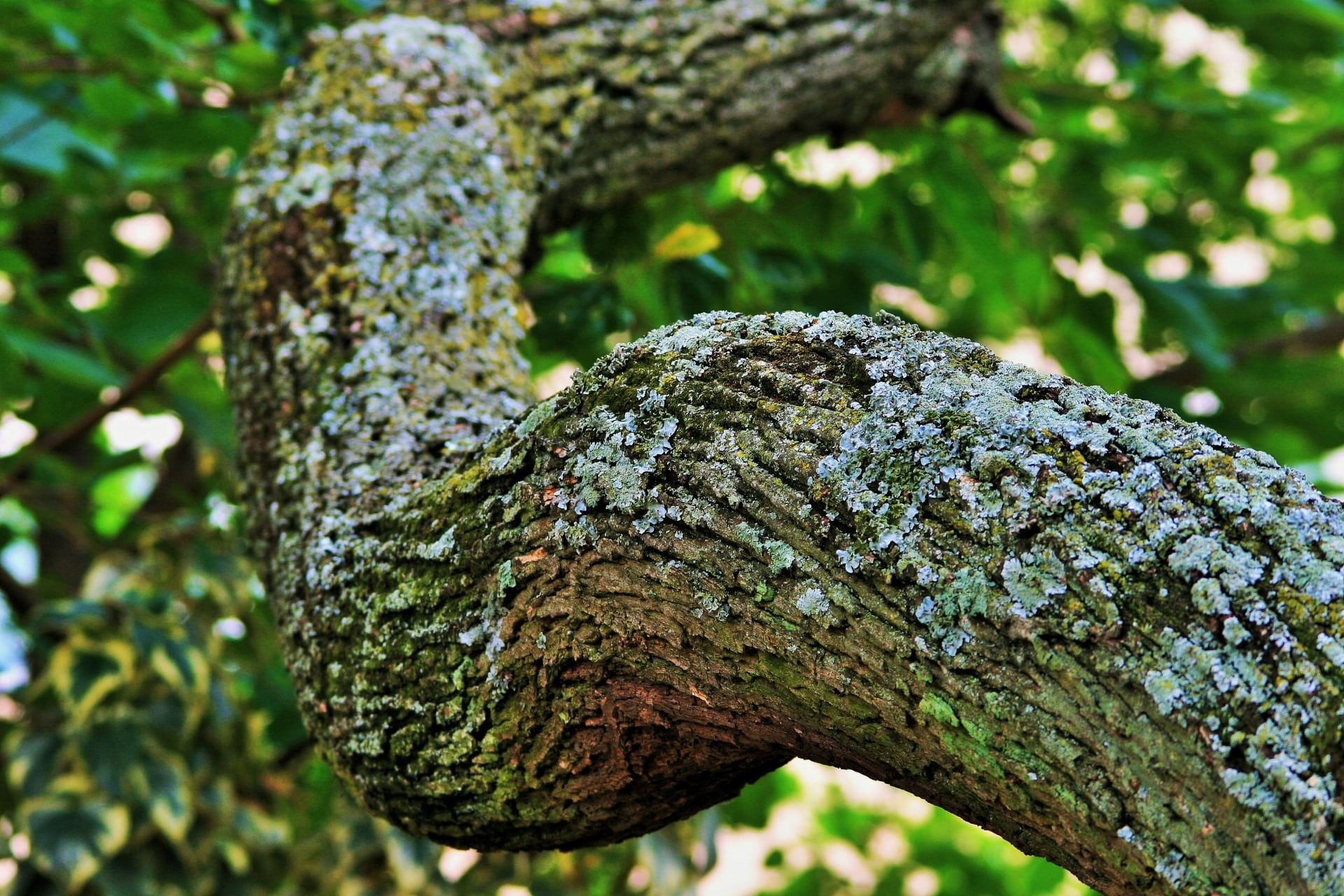 textured, rough, day, strong, bark, moss, green color, thick, tree, 1080P, forest, no people, close-up, outdoors, focus on foreground, trunk, tranquility, HD Wallpaper