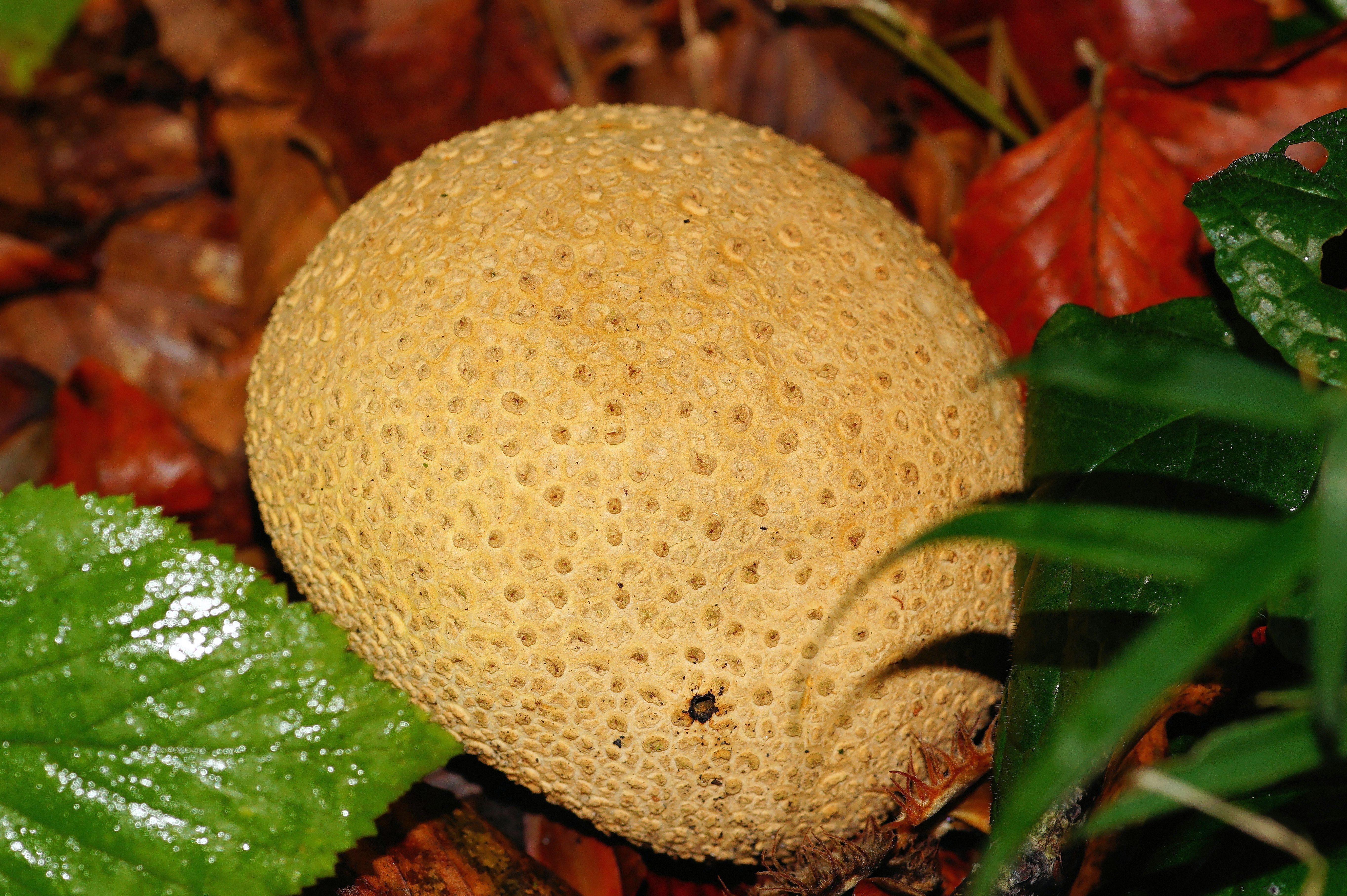forest, forest floor, day, plant part, mushroom, thick, ripe, green color, leaf, no people, close-up, white, food and drink, beauty in nature, about, 5K, HD Wallpaper