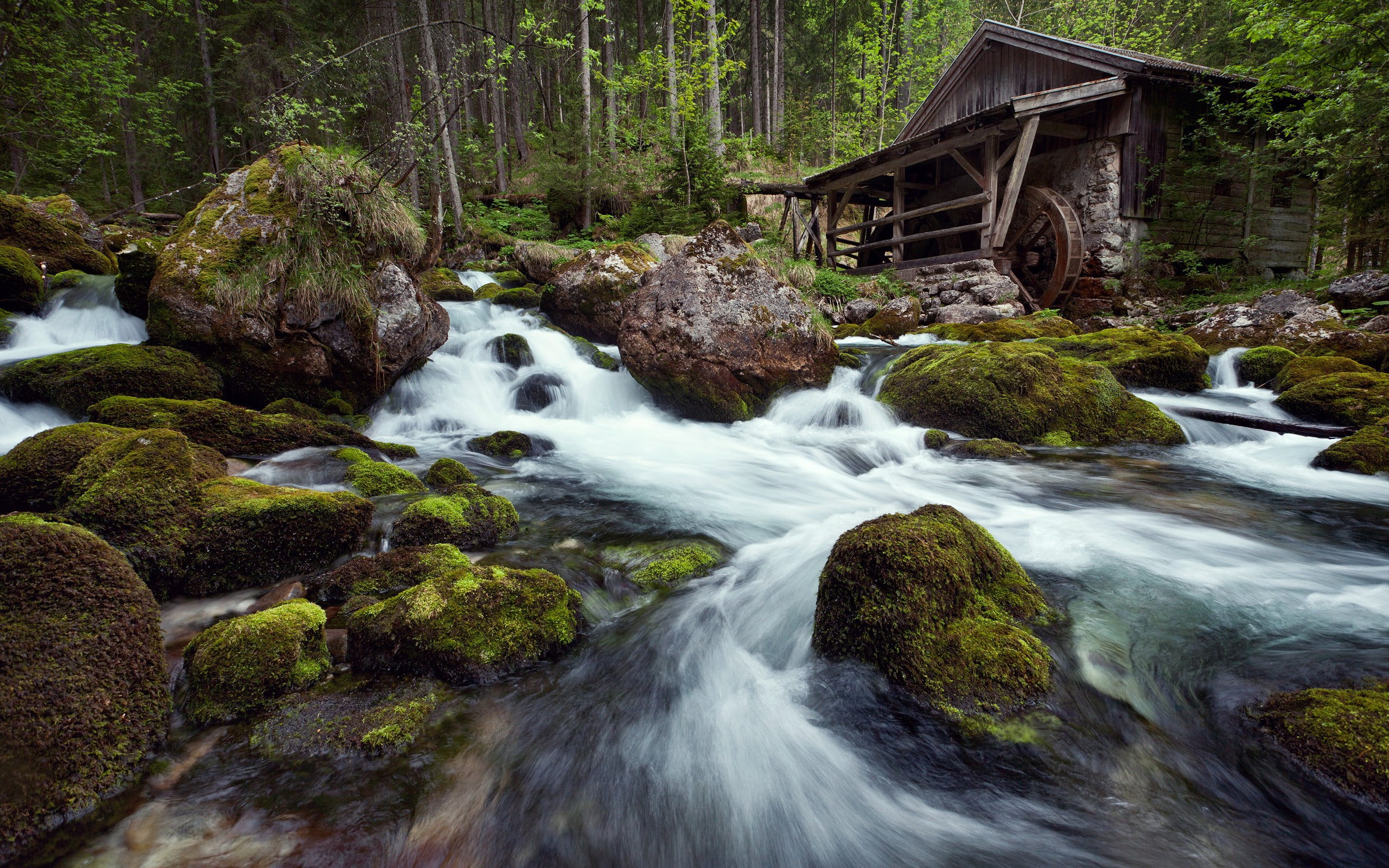 flowing water, no people, dog, rainforest, solid, rock, flowing, waterfall, land, blurred motion, scenics - nature, long exposure, nature, plant, grass, HD Wallpaper