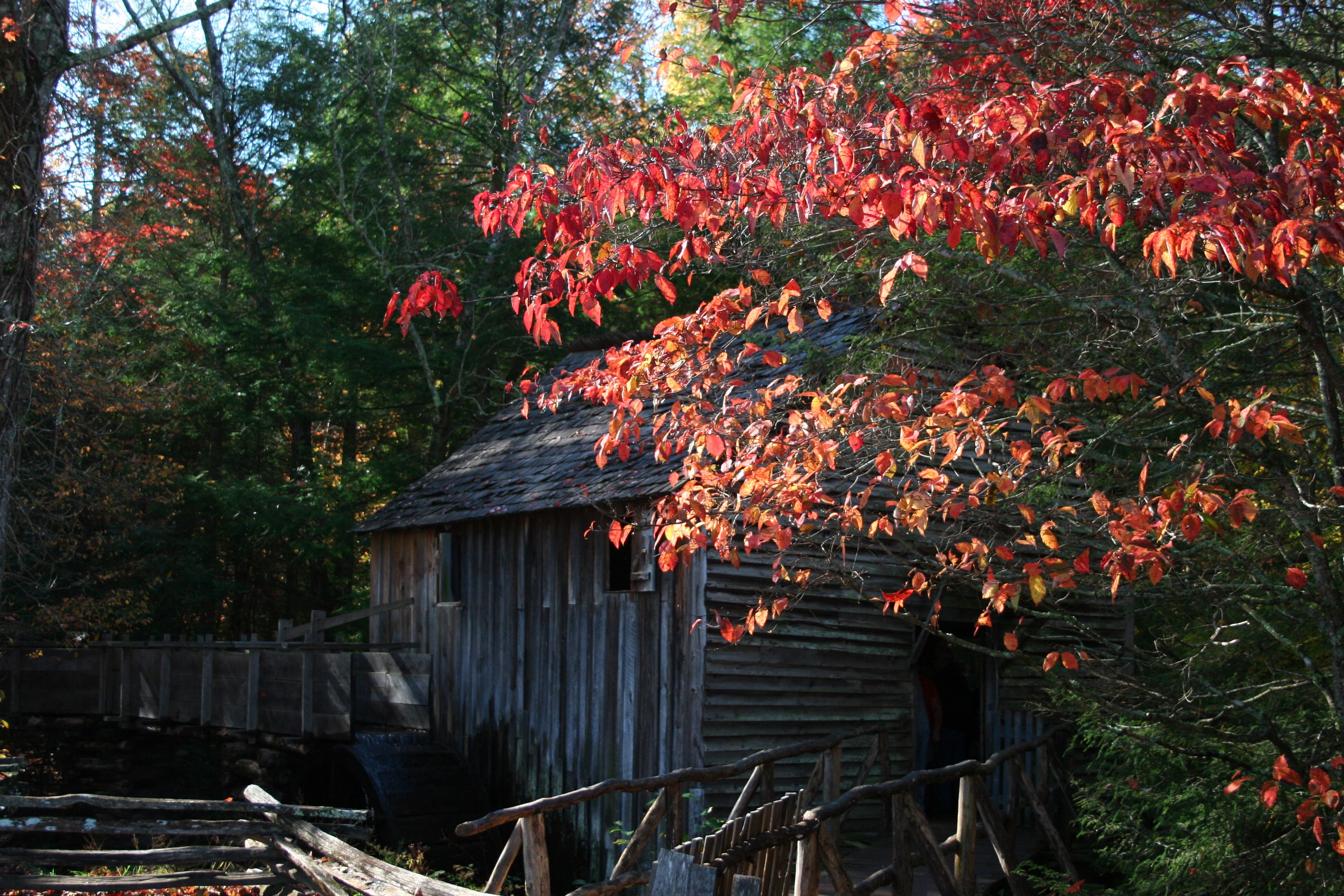 plant, nature, watermills, outdoors, 2K, orange color, architecture, building, building exterior, autumn, beauty in nature, branch, growth, change, no people, HD Wallpaper