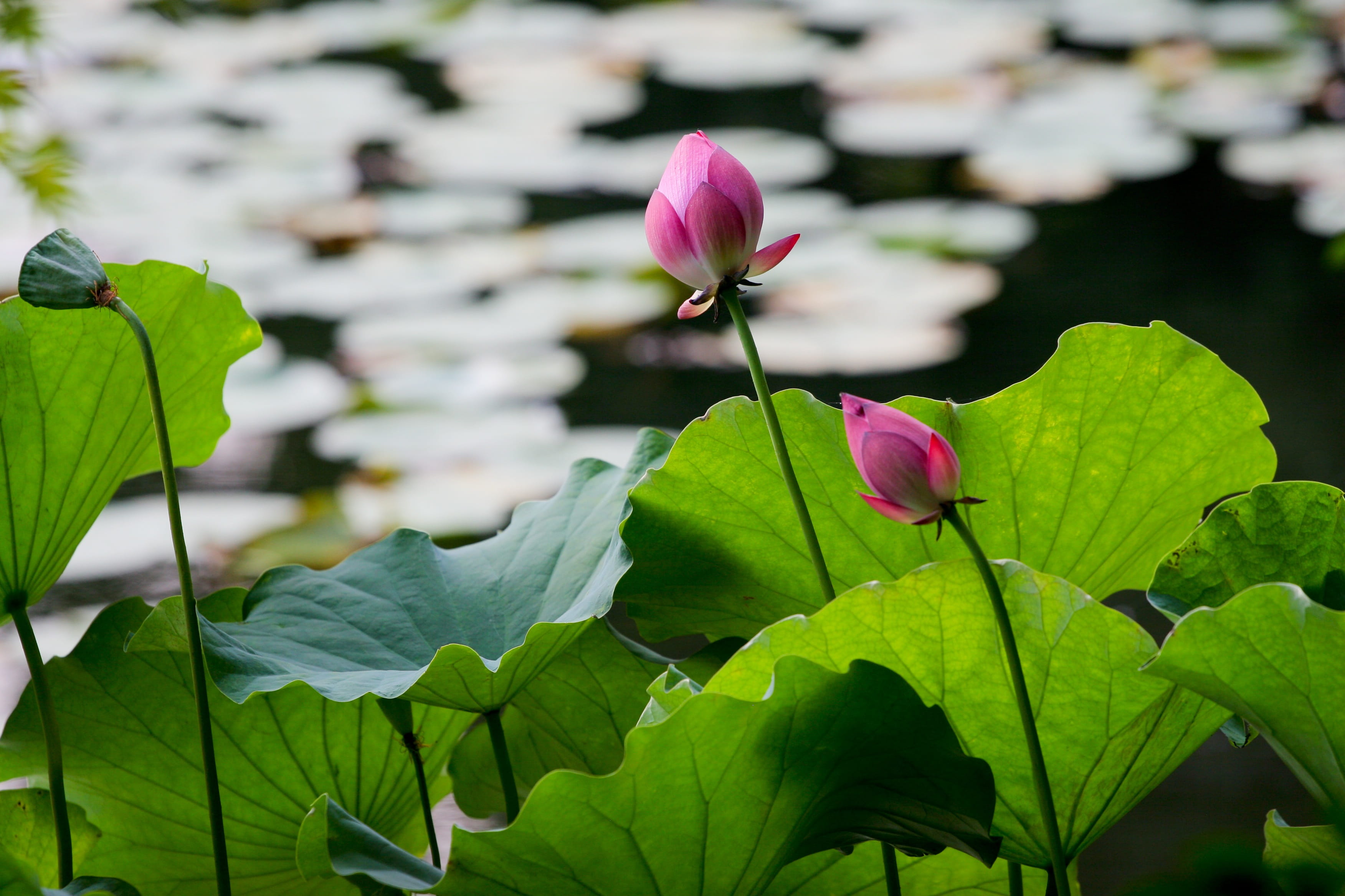 beauty In Nature, Garden, outdoors, water, white, leaf, no people, garden, petal, plant, plants, purple, flower, flower Head, flowers, close-up, aquatic plant, HD Wallpaper