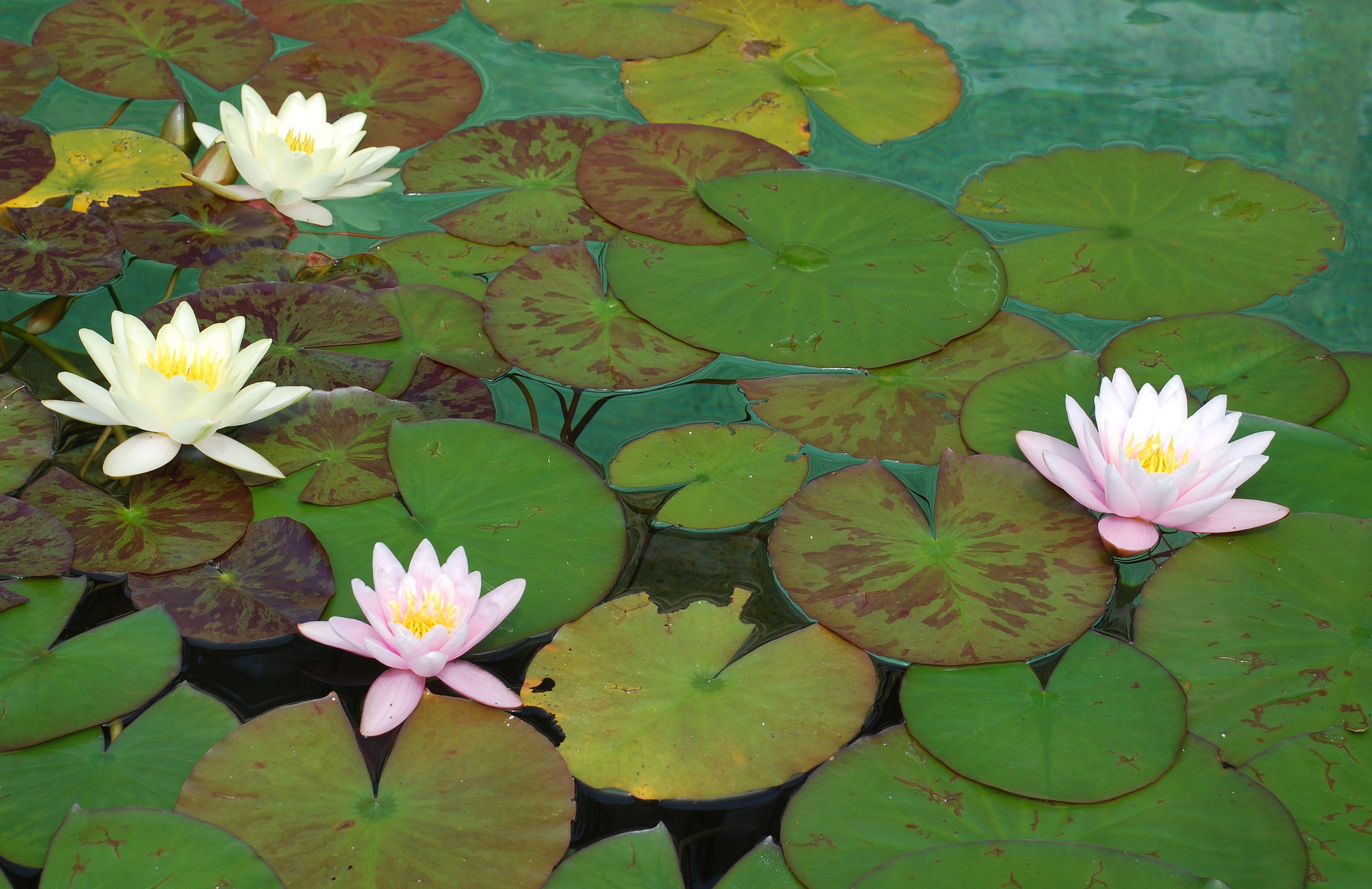pond, lake rose, freshness, flower head, red, biotope, vulnerability, aquatic plant, yellow, petal, nature, flower, garden, pollen, water lily, inflorescence, HD Wallpaper