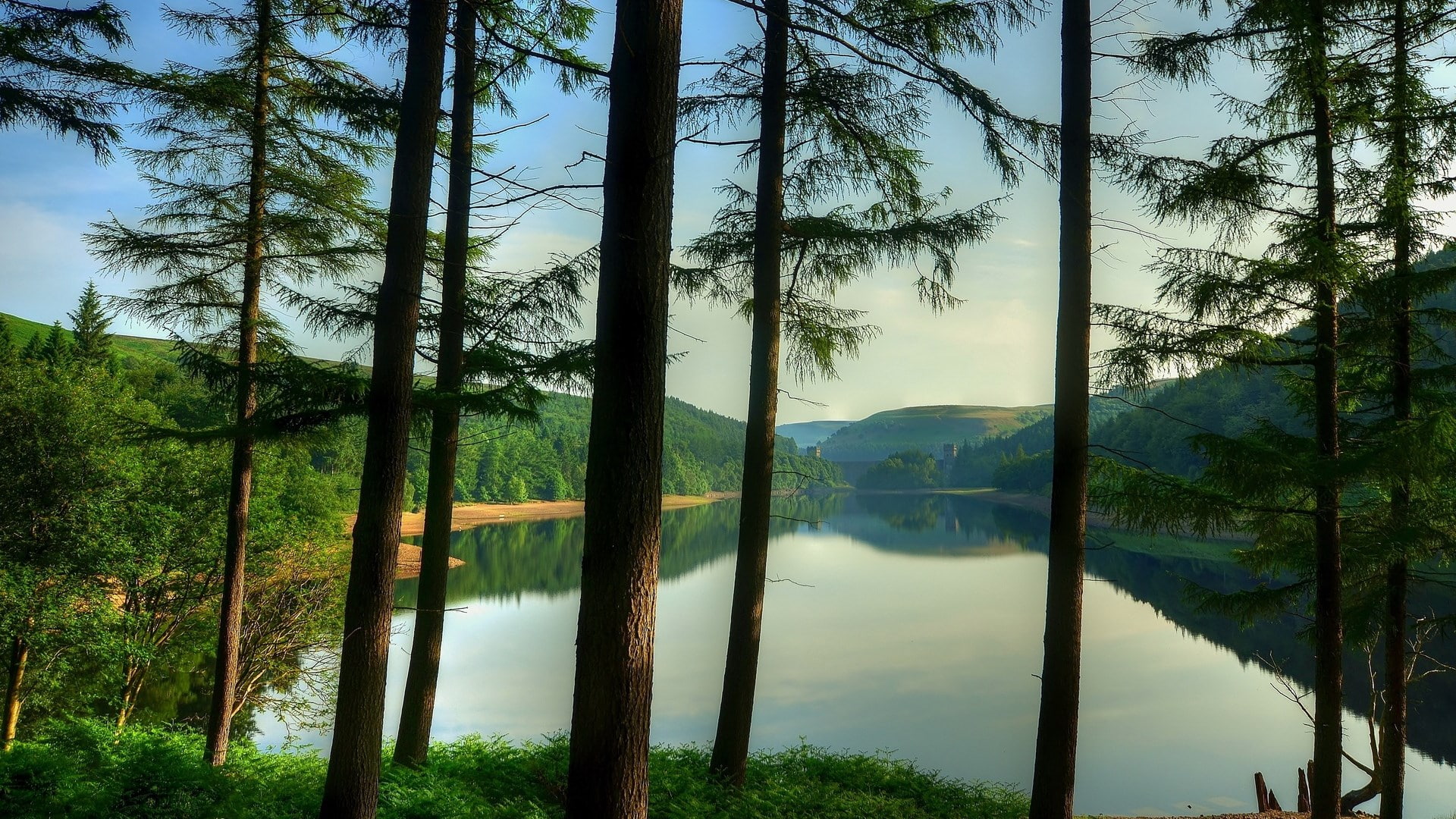 beauty in nature, nature, plant, no people, tree, trunk, 1080P, tranquility, growth, day, reflection, download nature background images 1920x1080, tranquil scene, HD Wallpaper