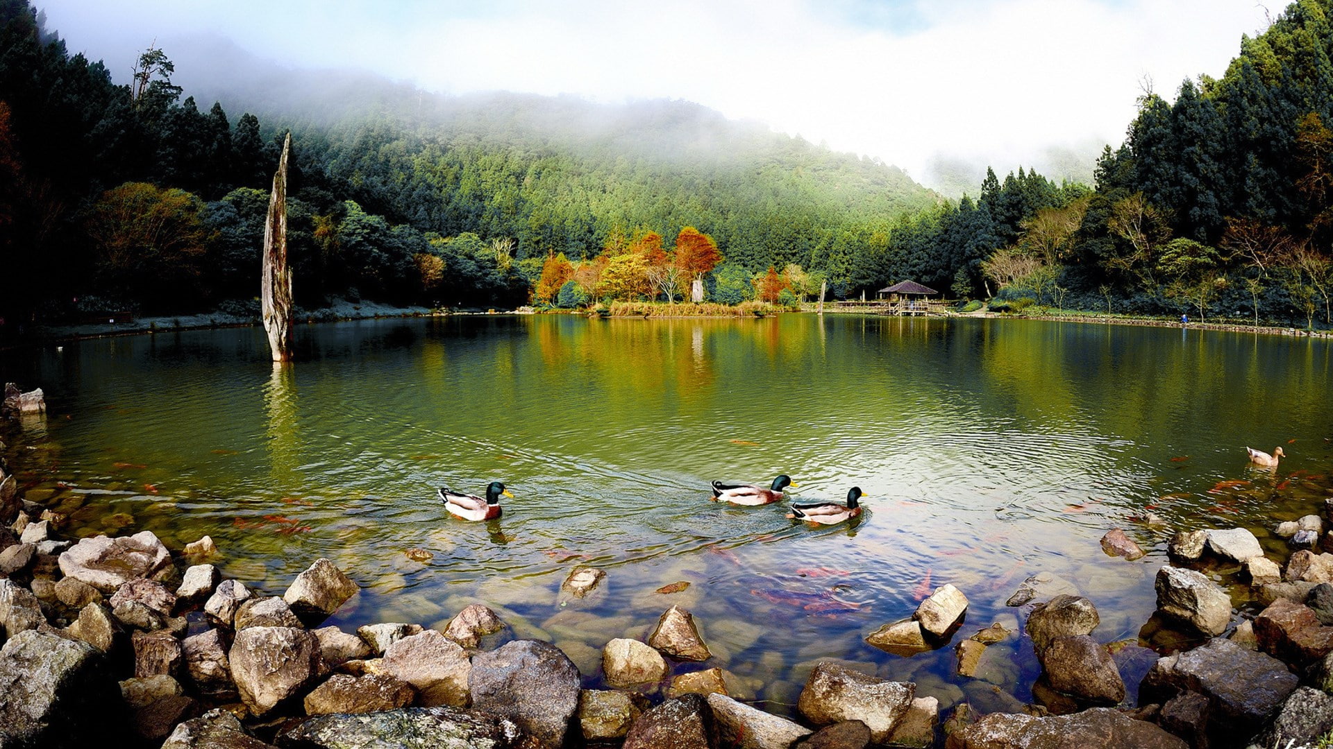download nature background images 1920x1080, 1080P, HD Wallpaper