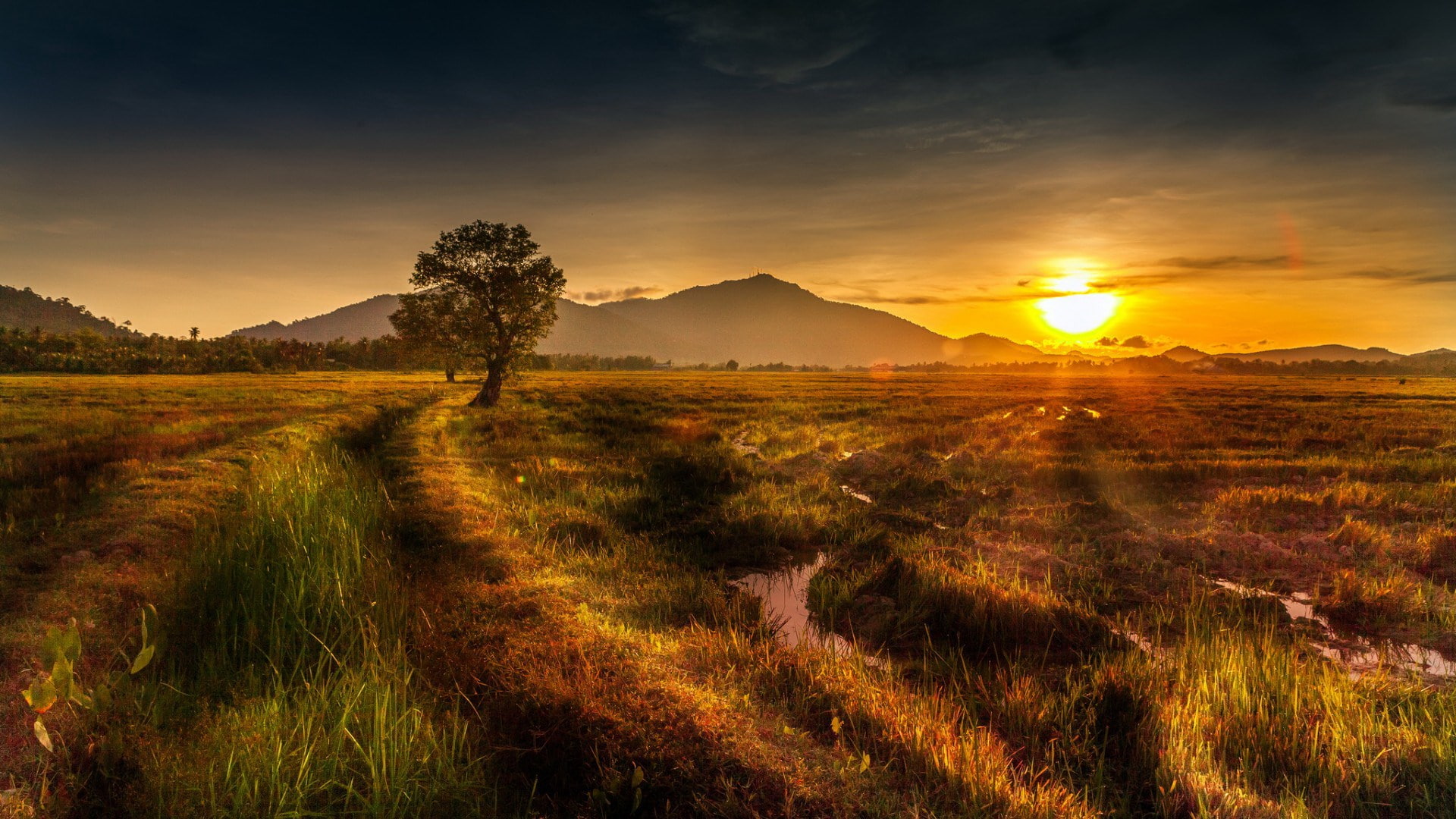 plant, no people, sunset, sky, orange color, beauty in nature, non-urban scene, nature, tranquility, land, tranquil scene, environment, cloud - sky, outdoors, HD Wallpaper