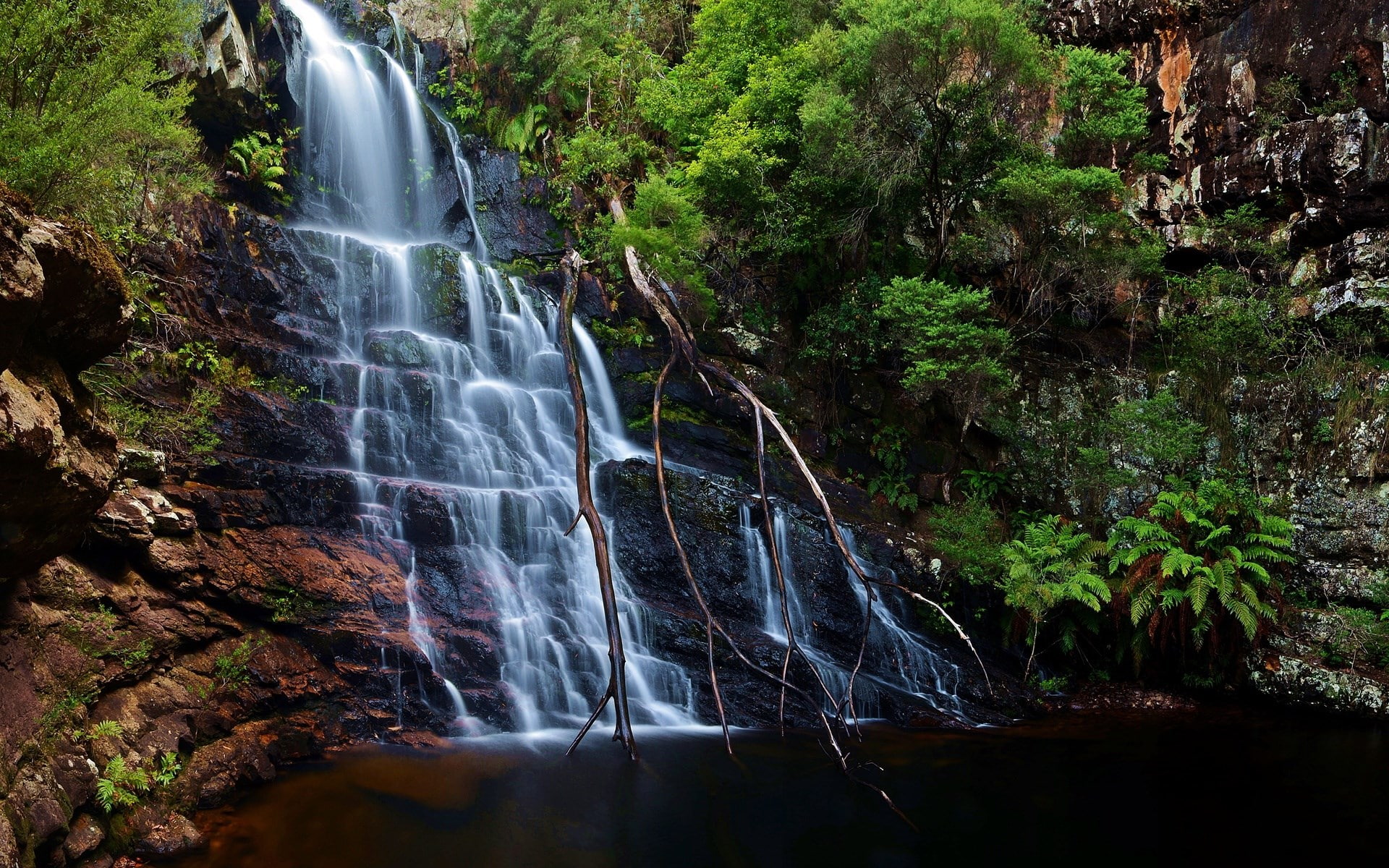 tree, rainforest, falling water, beauty in nature, water, power in nature, blurred motion, flowing, land, outdoors, waterfall, hd high resolution nature 1920x1200, HD Wallpaper