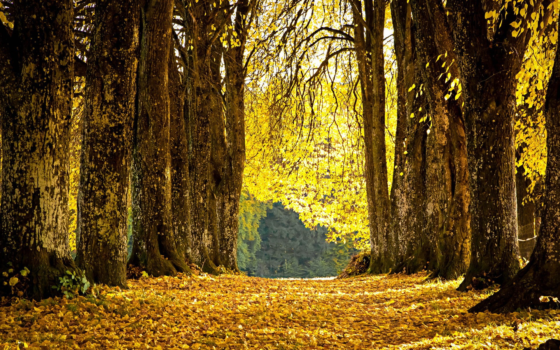 forest, tree, land, tranquil scene, leaf, woodland, non-urban scene, growth, autumn, trail, plant, 1080P, outdoors, day, no people, beauty in nature, idyllic, HD Wallpaper