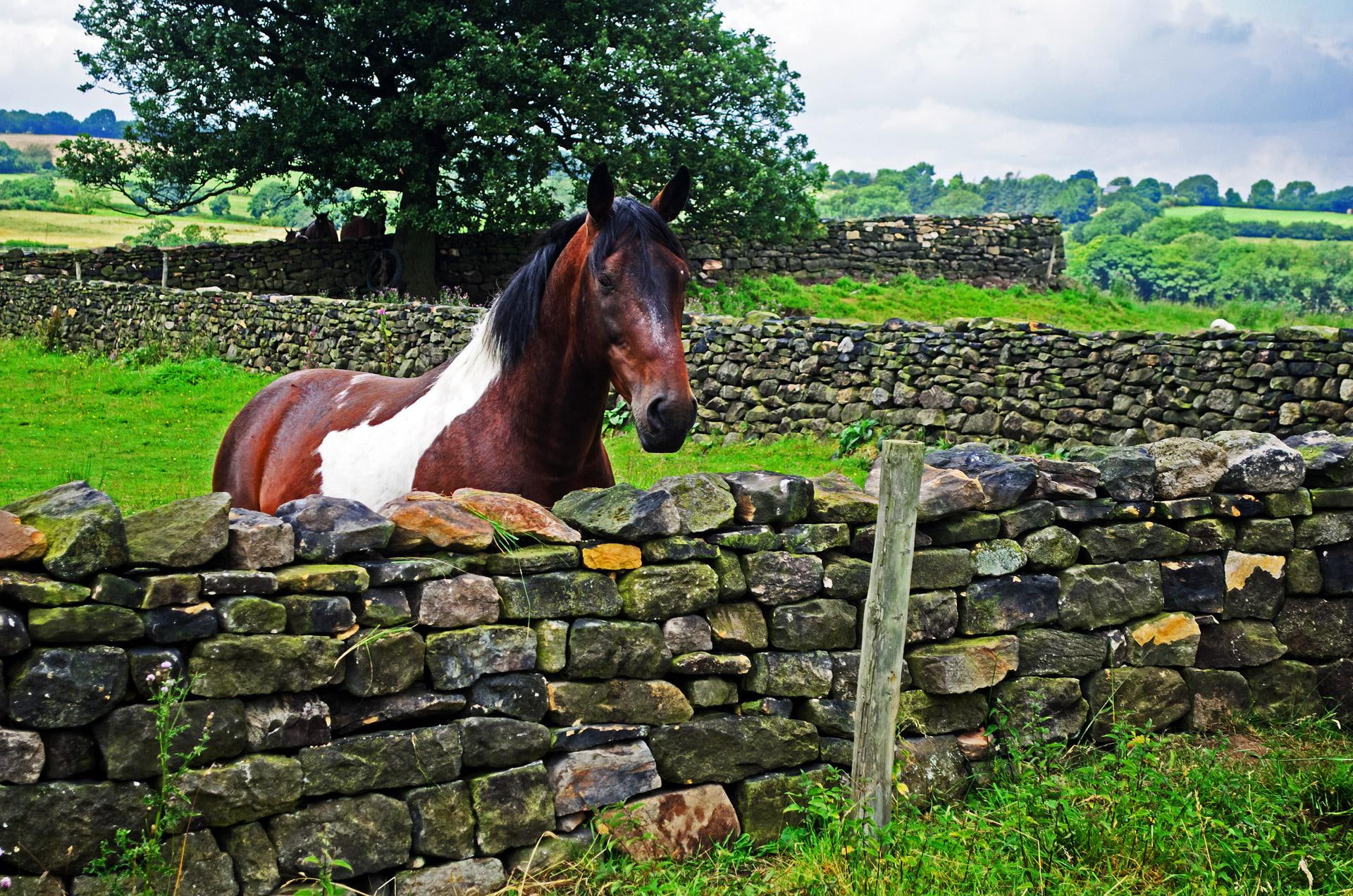 animals, trees, horse, nature, 1080P, stonewalls, stonewall, grass, HD Wallpaper