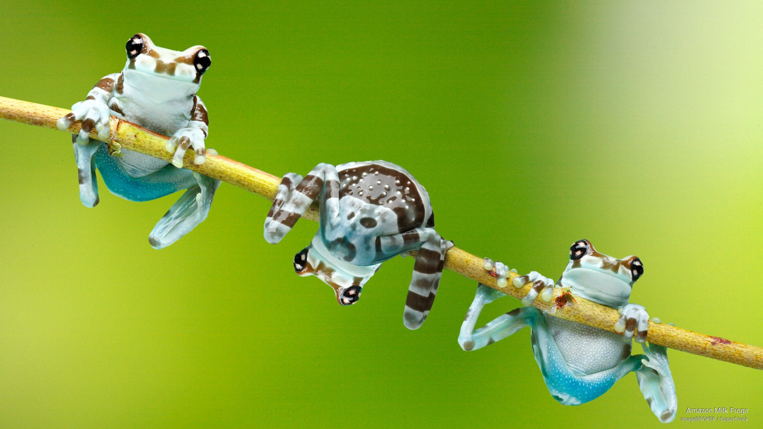 Animals, amazon, frogs, milk, 2K, HD Wallpaper