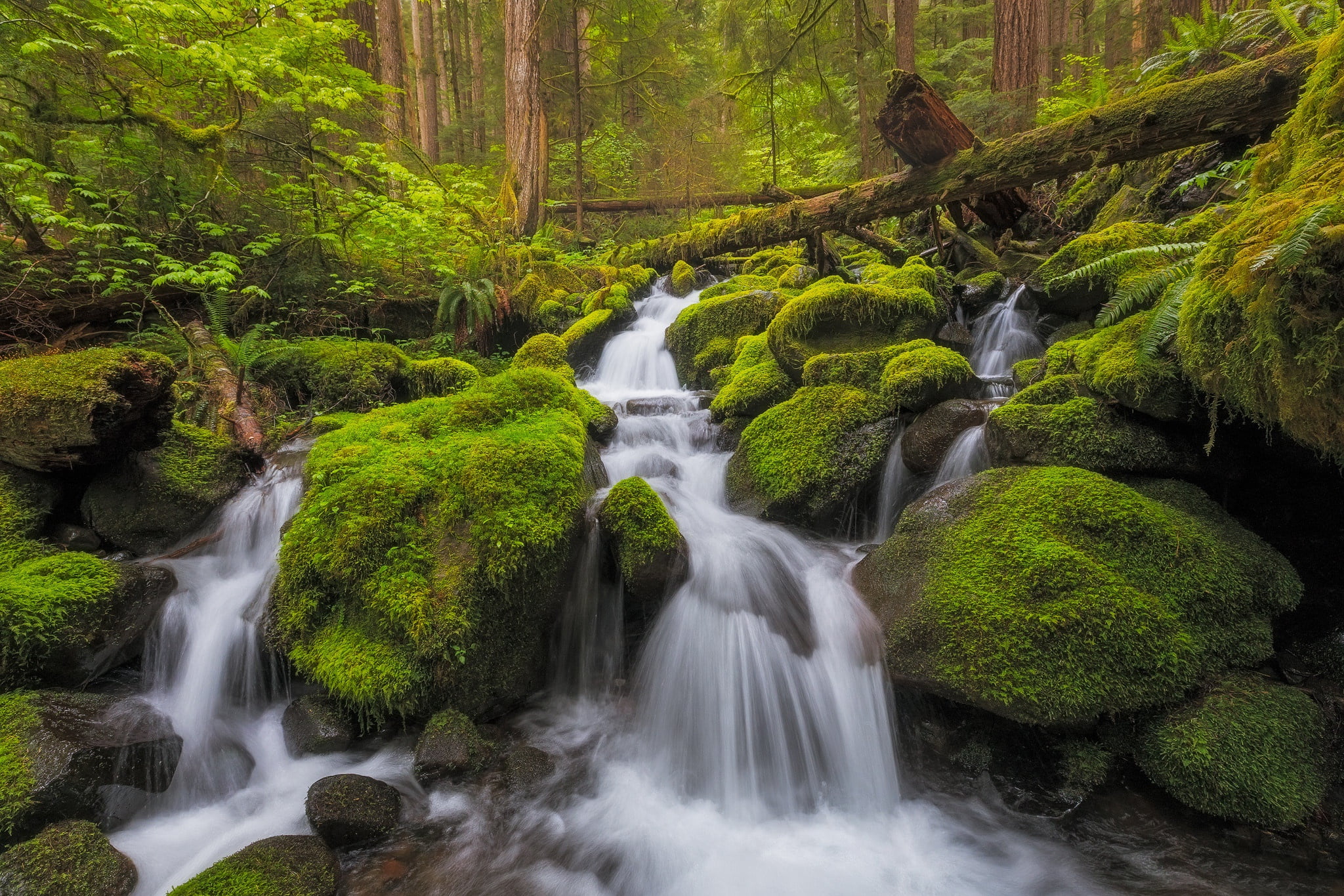 moss, Washington, 1080P, stones, cascade, Olympic National Park, forest, river, waterfall, stream, HD Wallpaper