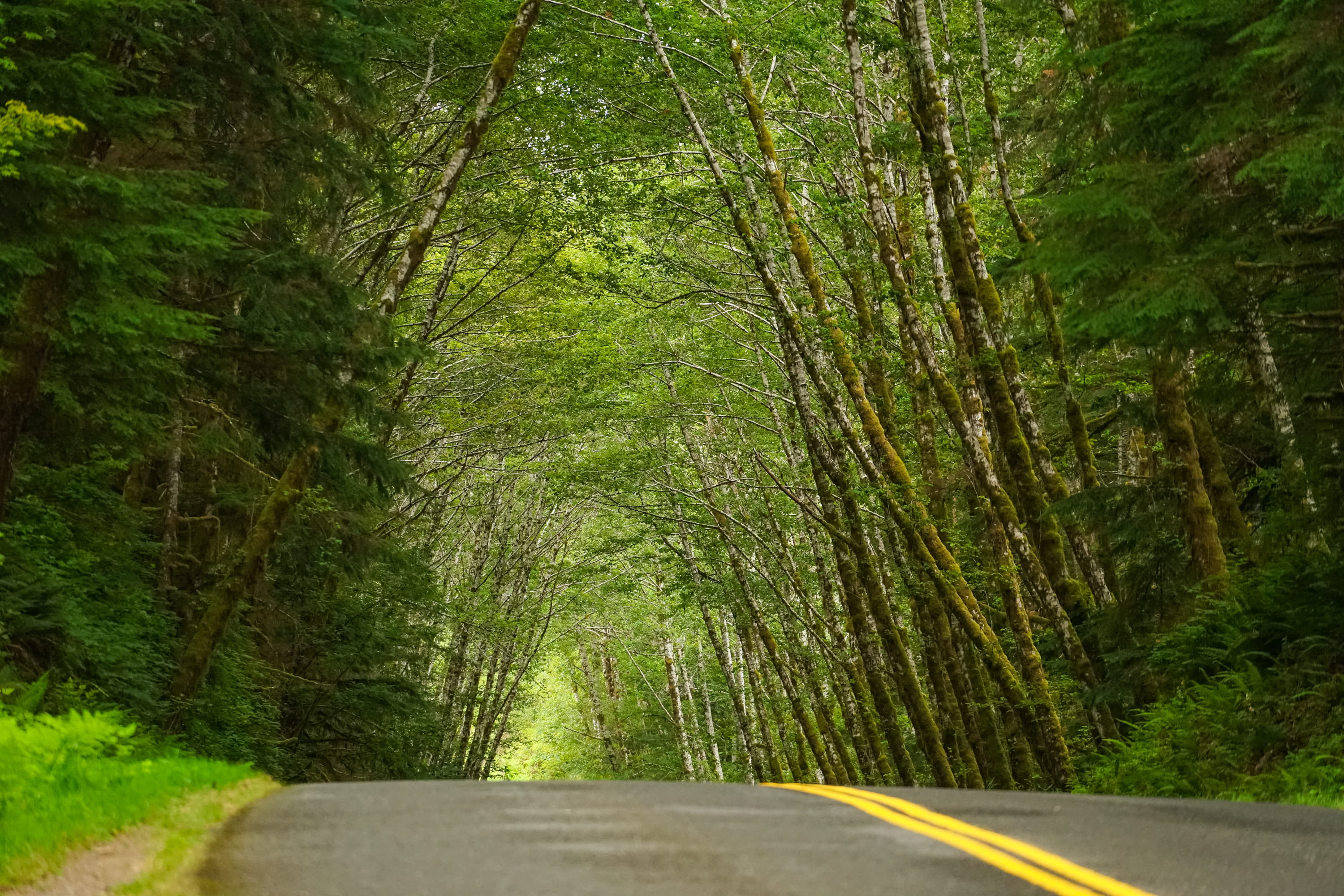 hoh rain forest, sign, empty road, land, outdoors, olympic national park, bamboo - plant, plant, port angeles, direction, green color, nature, woodland, HD Wallpaper