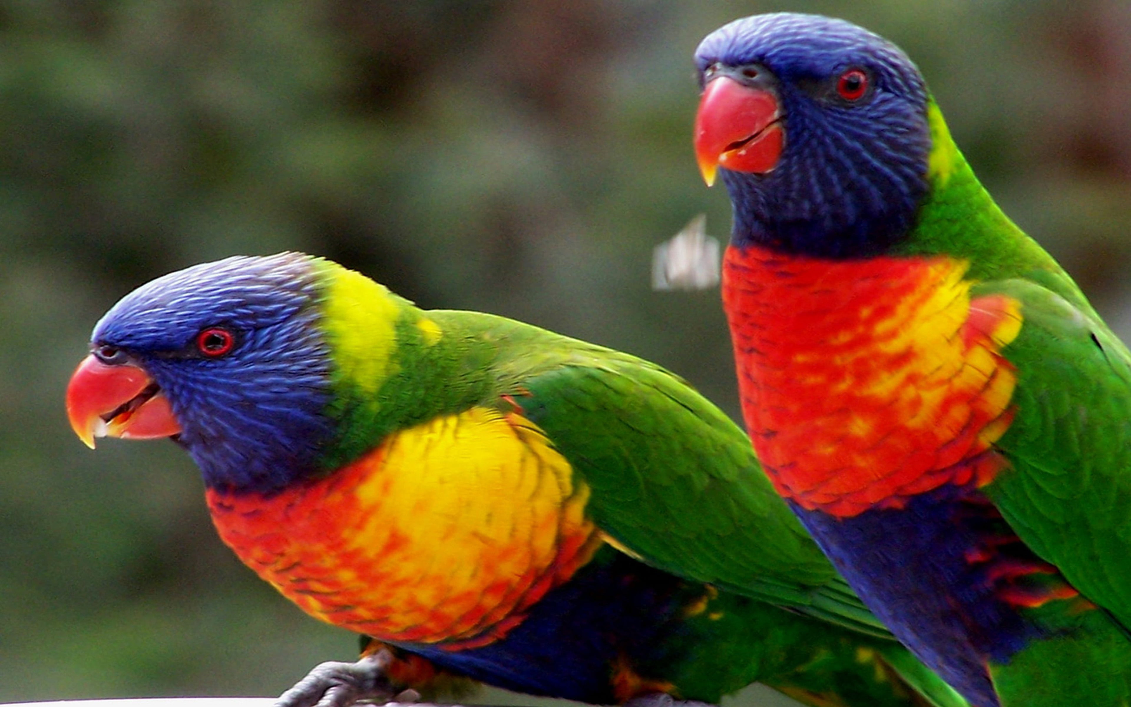 zealand, vertebrate, new, no people, group of animals, perching, outdoors, beauty in nature, multi colored, animal, focus on foreground, rainbow lorikeet, HD Wallpaper