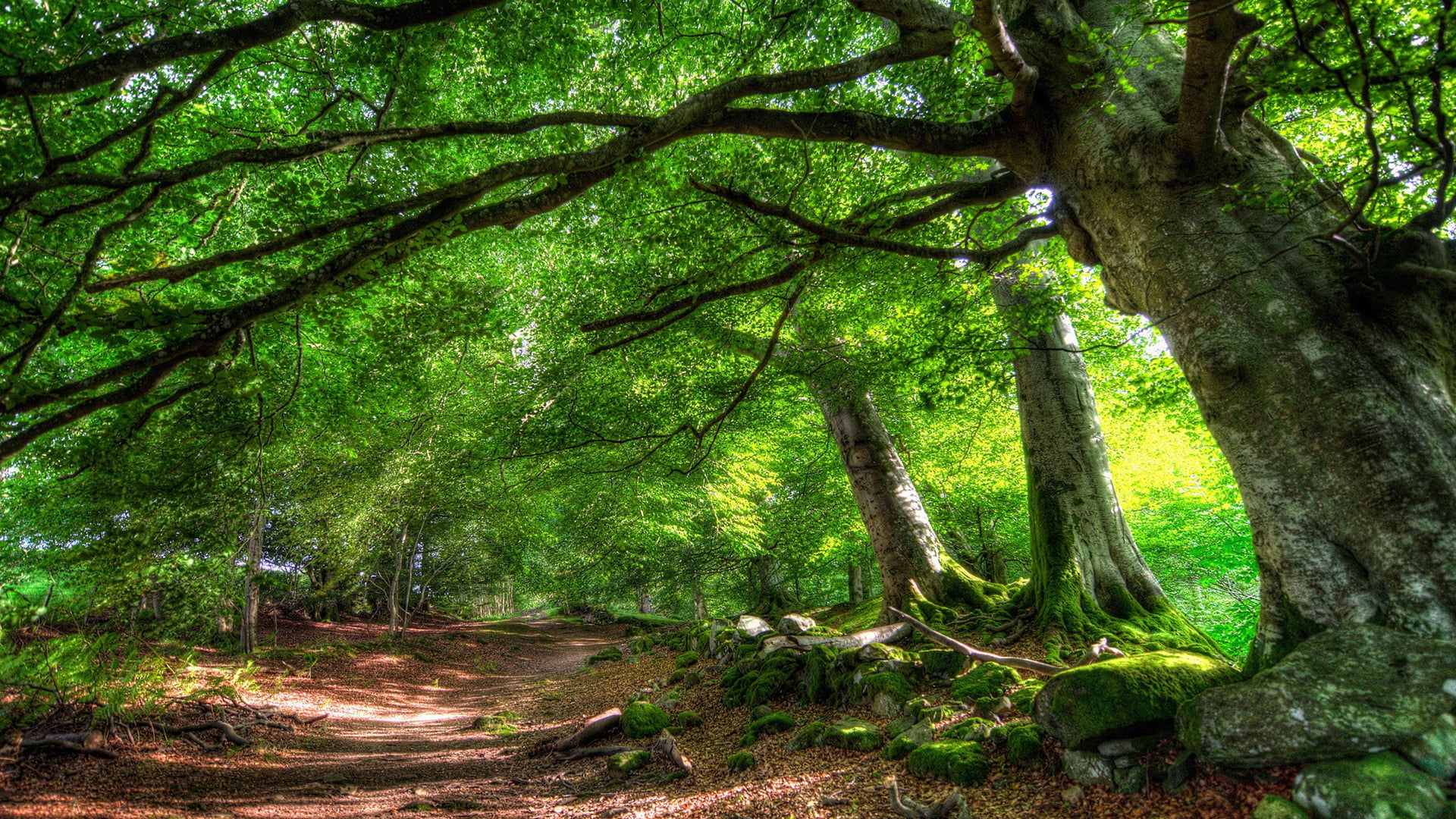 no people, sunlight, garden, rain forest, grass, environment, plant, tree canopy, land, leaves, lush foliage, scenics - nature, pathway, trunk, spring, HD Wallpaper