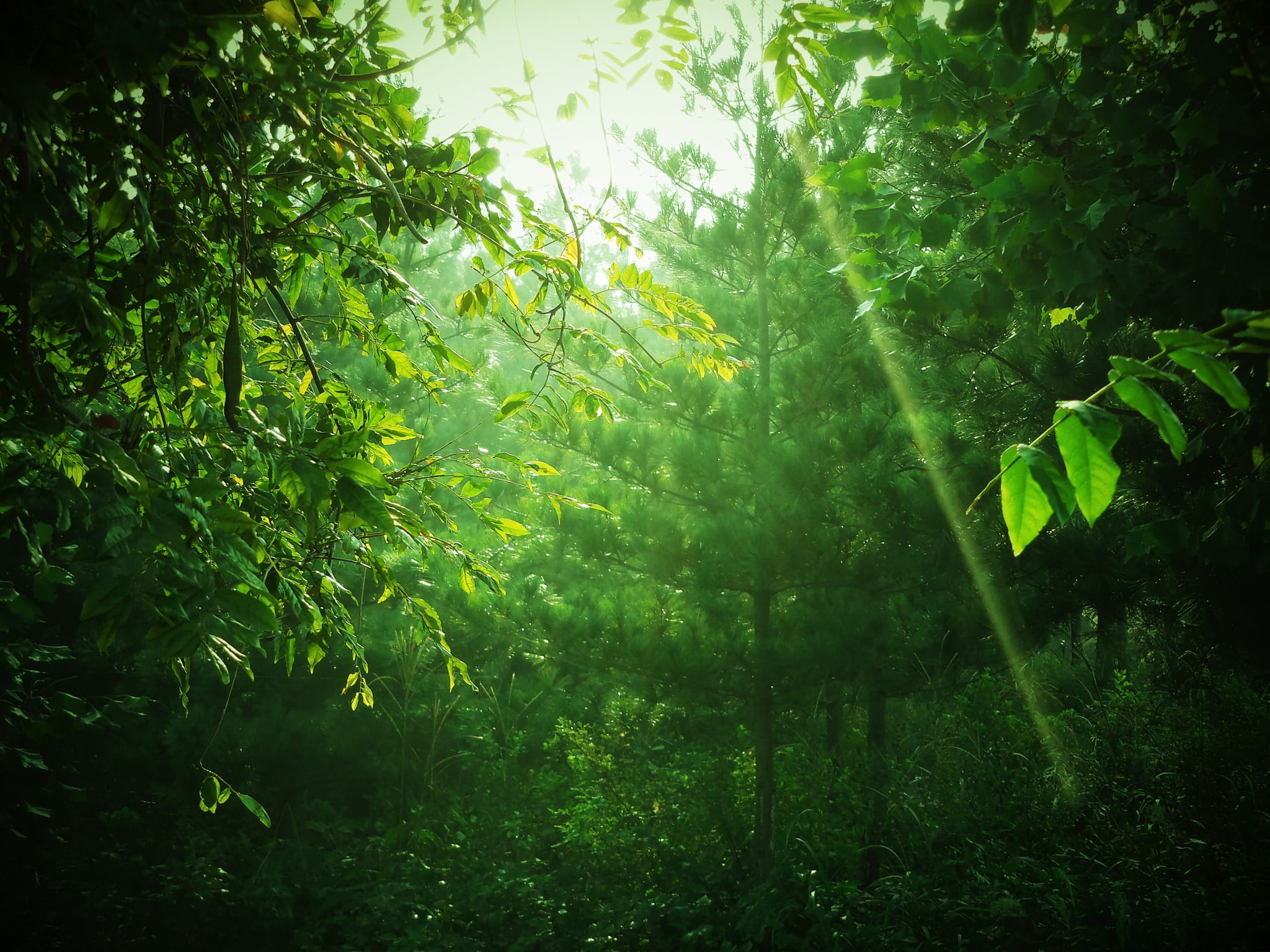 foliage, day, no People, wilderness Area, green Color, tree canopy, ray, Mountain, growth, tranquility, lush Foliage, beauty In Nature, scenics - nature, HD Wallpaper