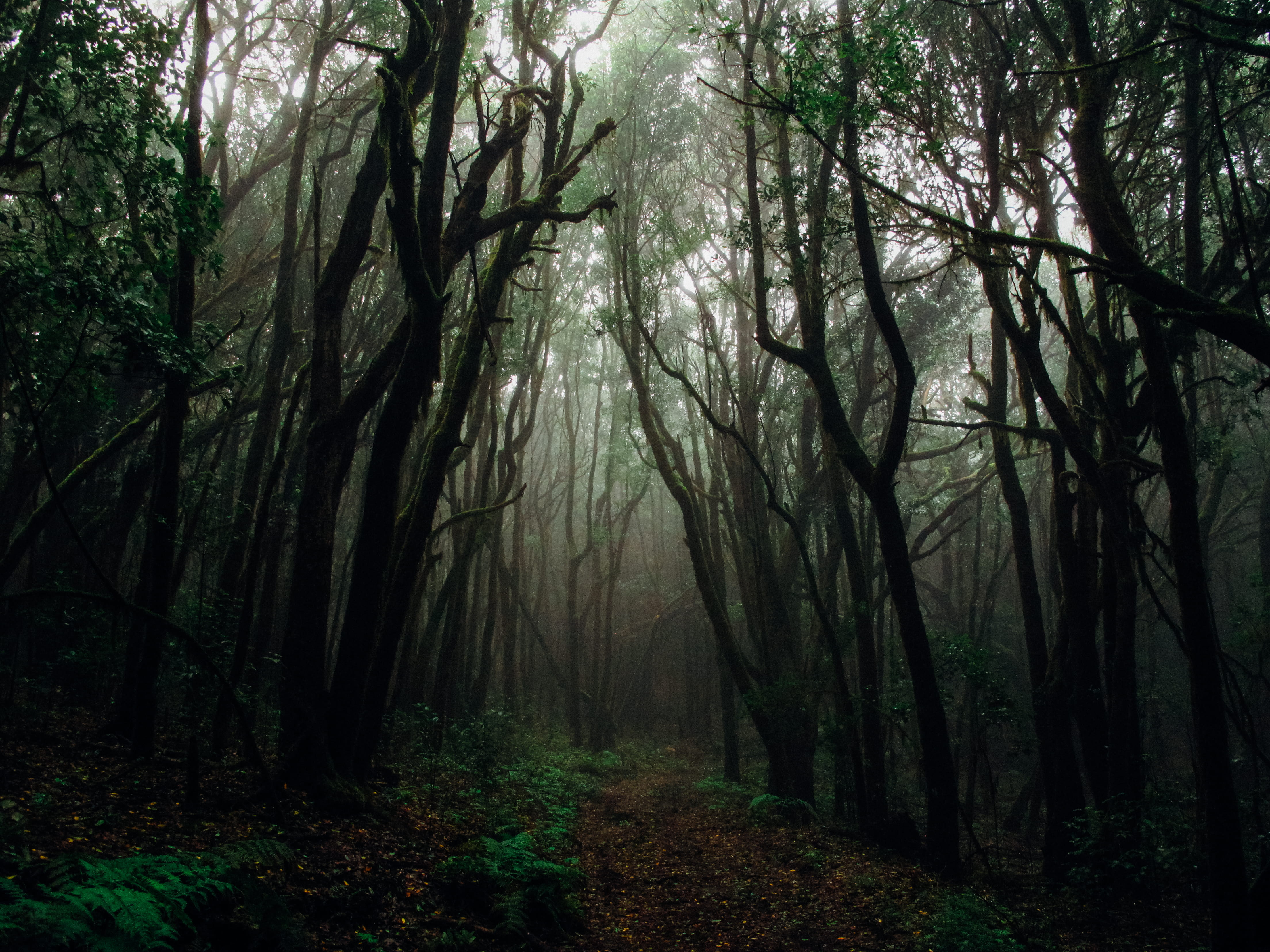 nature, trunk, day, tree, trees, 4K, tree trunk, gloomy, environment, woods, outdoors, trunks, beauty in nature, photo, landscape, no people, HD Wallpaper
