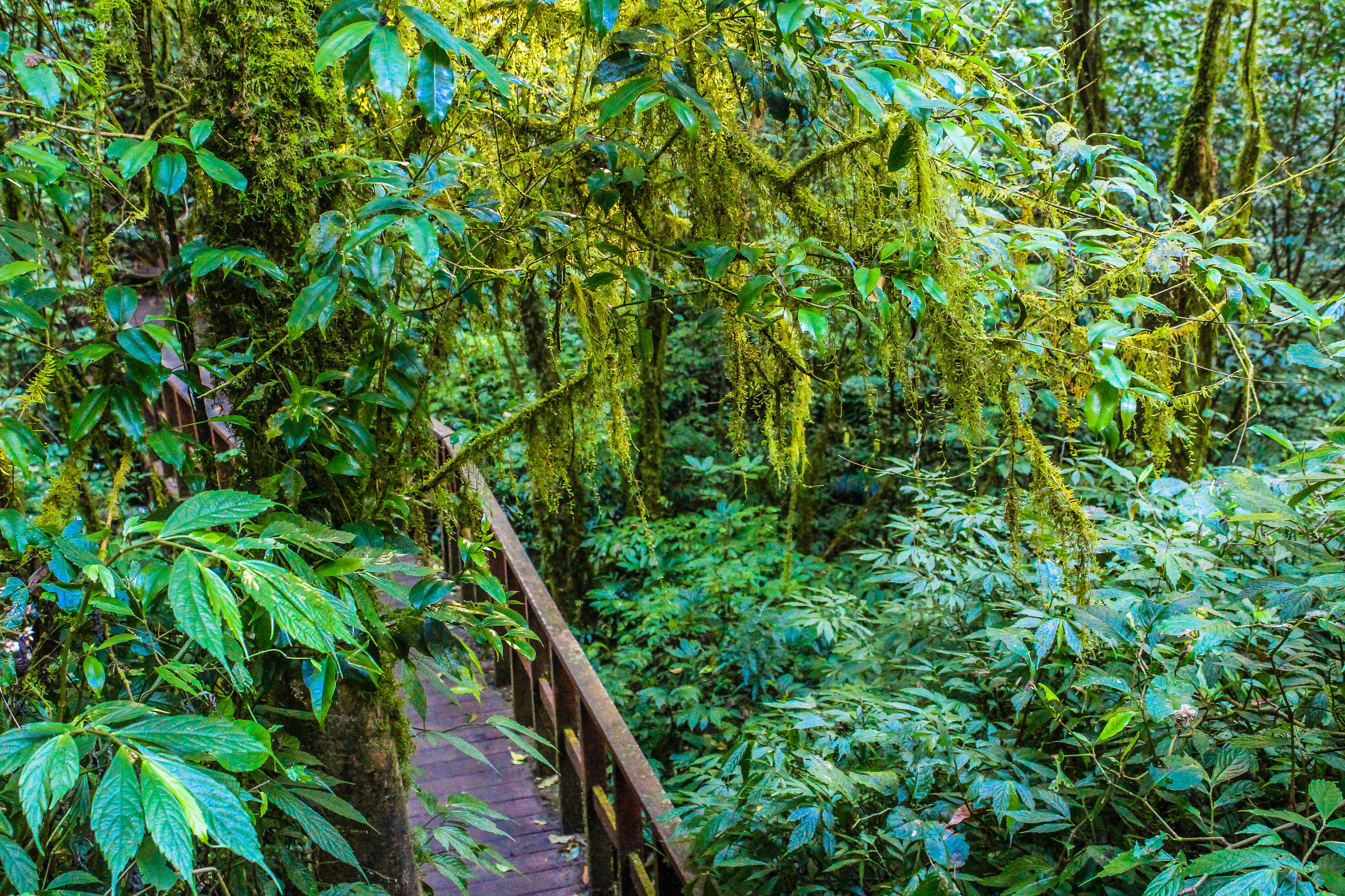 rainforest, day, backgrounds, footpath, mountain, adventure, branch, plant part, daylight, trunk, jungle, tranquility, tree, trees, plant, summer, travel, HD Wallpaper