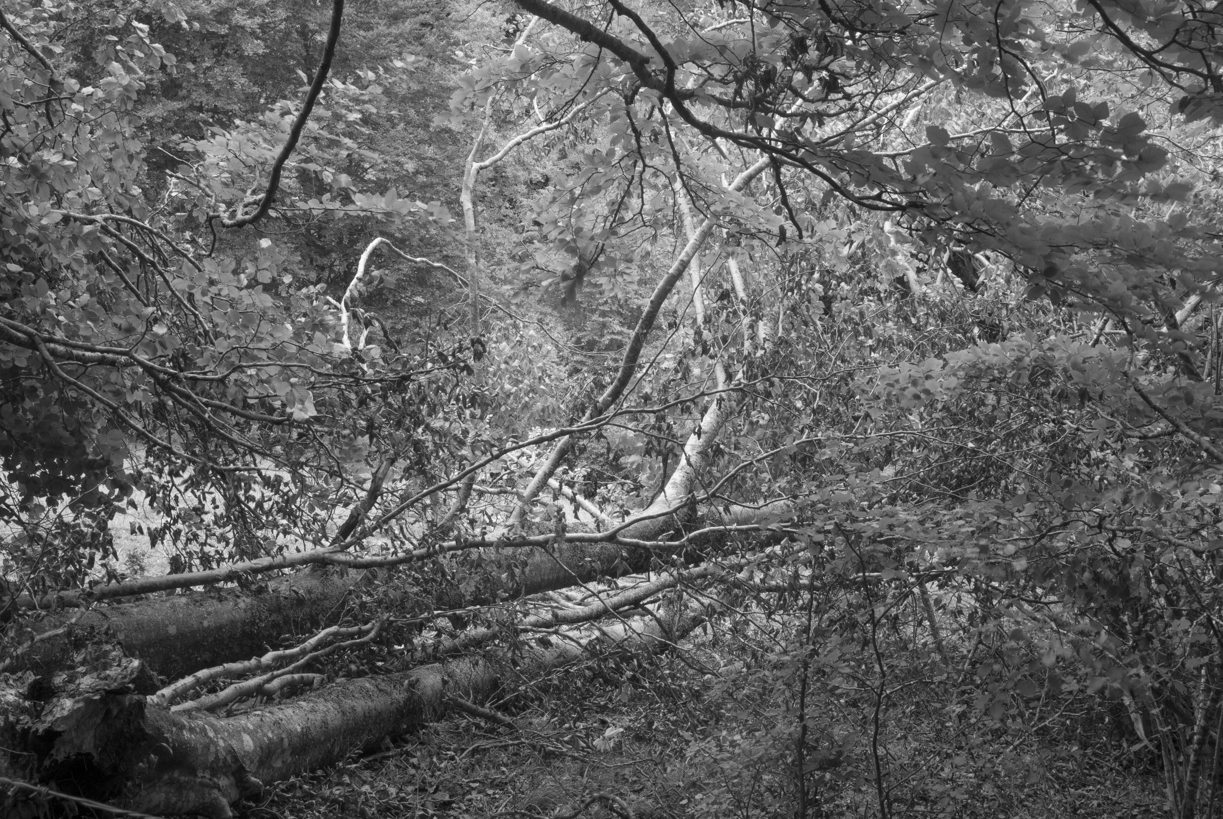 environment, grove, forest, tranquility, land, day, wilderness, snow, branch, no people, trees, 4K, vegetation, root, tranquil scene, ice, tree, furniture, HD Wallpaper