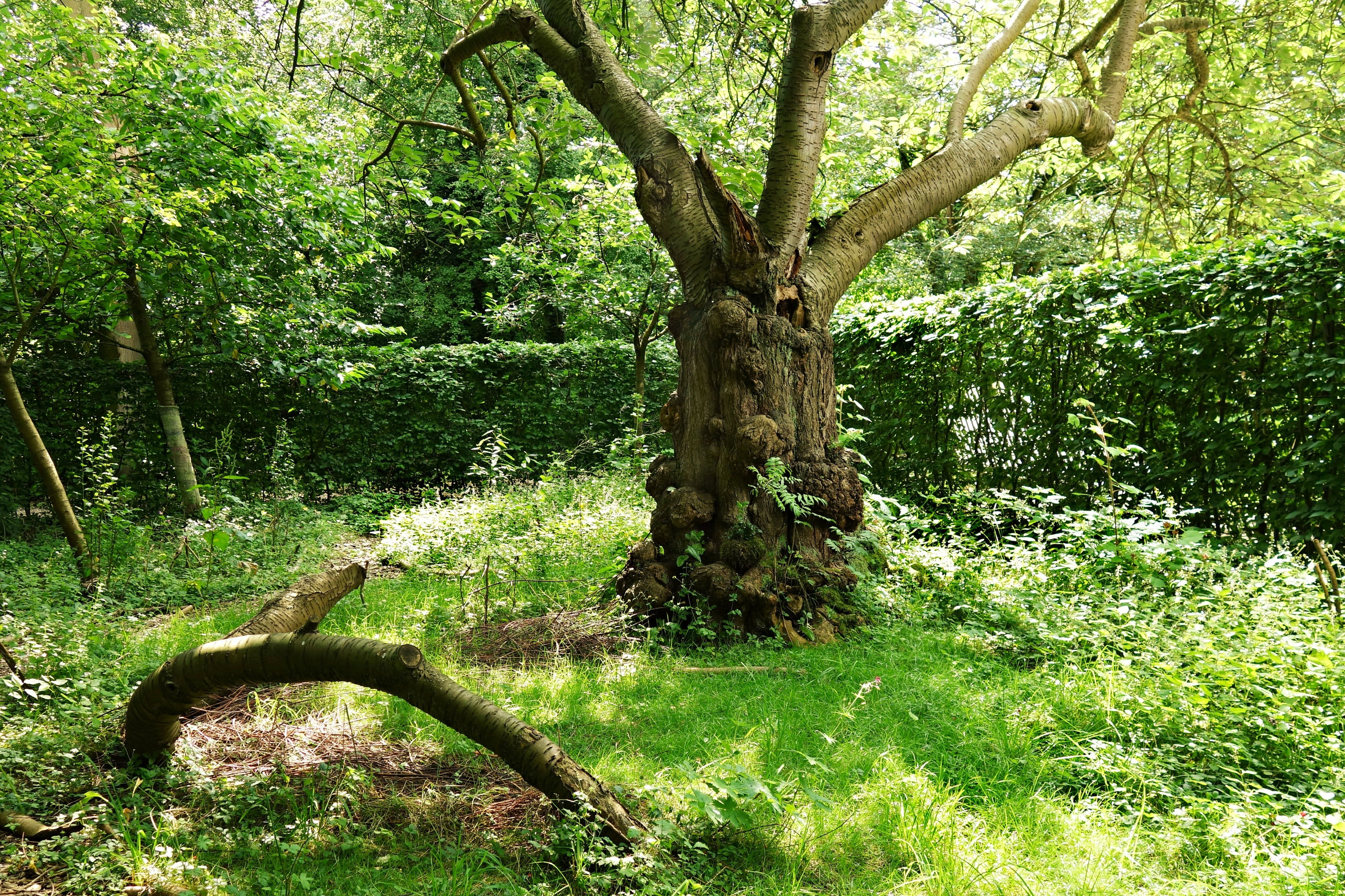 plant, summer, garden, gnarled, green Color, knots, tranquil scene, tree trunk, wood, branch, lush foliage, beauty in nature, day, nature, tree, leaf, forest, HD Wallpaper