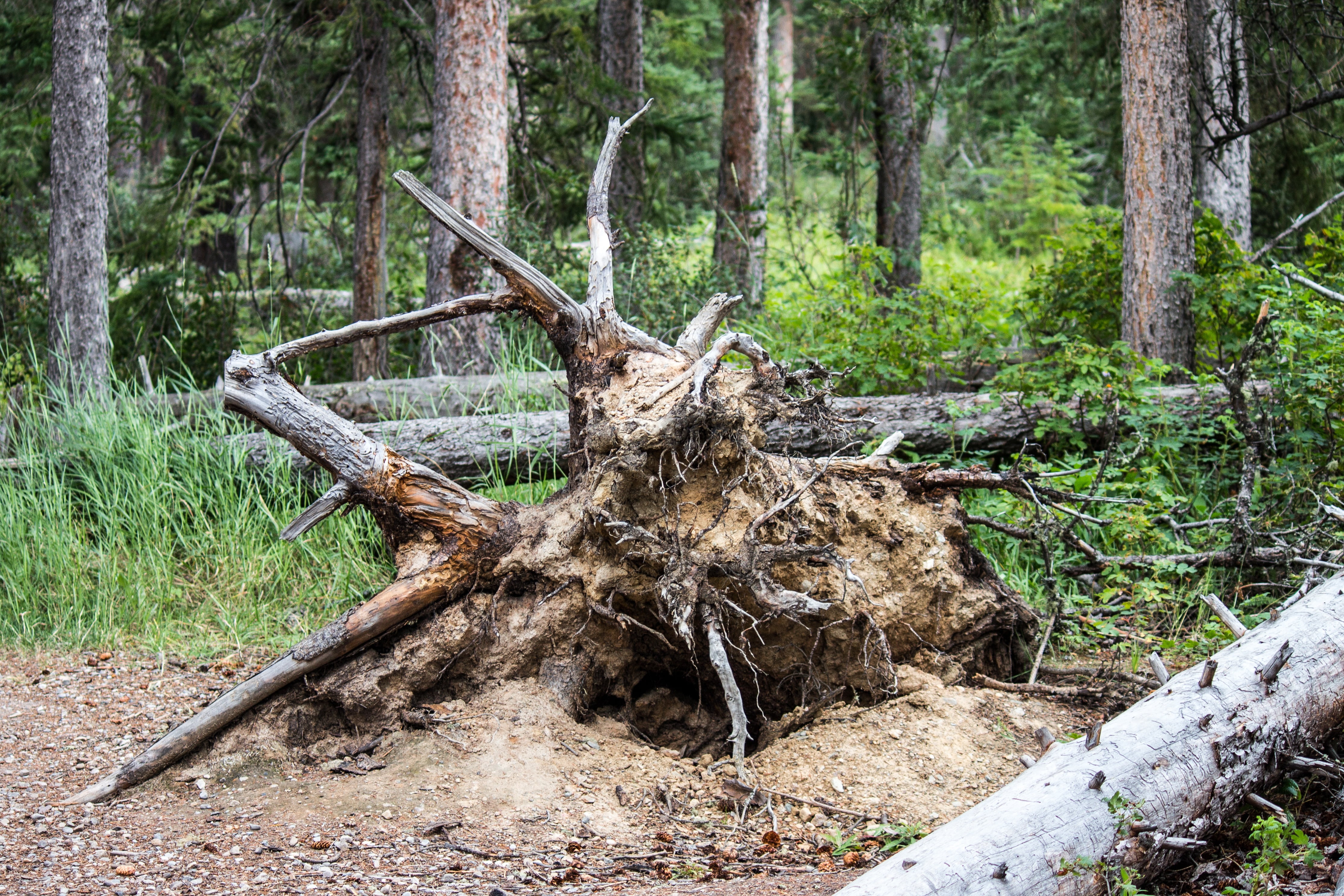 woodland, timber, storm, landscape, roots, jasper, fallen, texture, hiking, wood, branch, dead, day, clay, environment, harmony, no people, nature, falling, HD Wallpaper