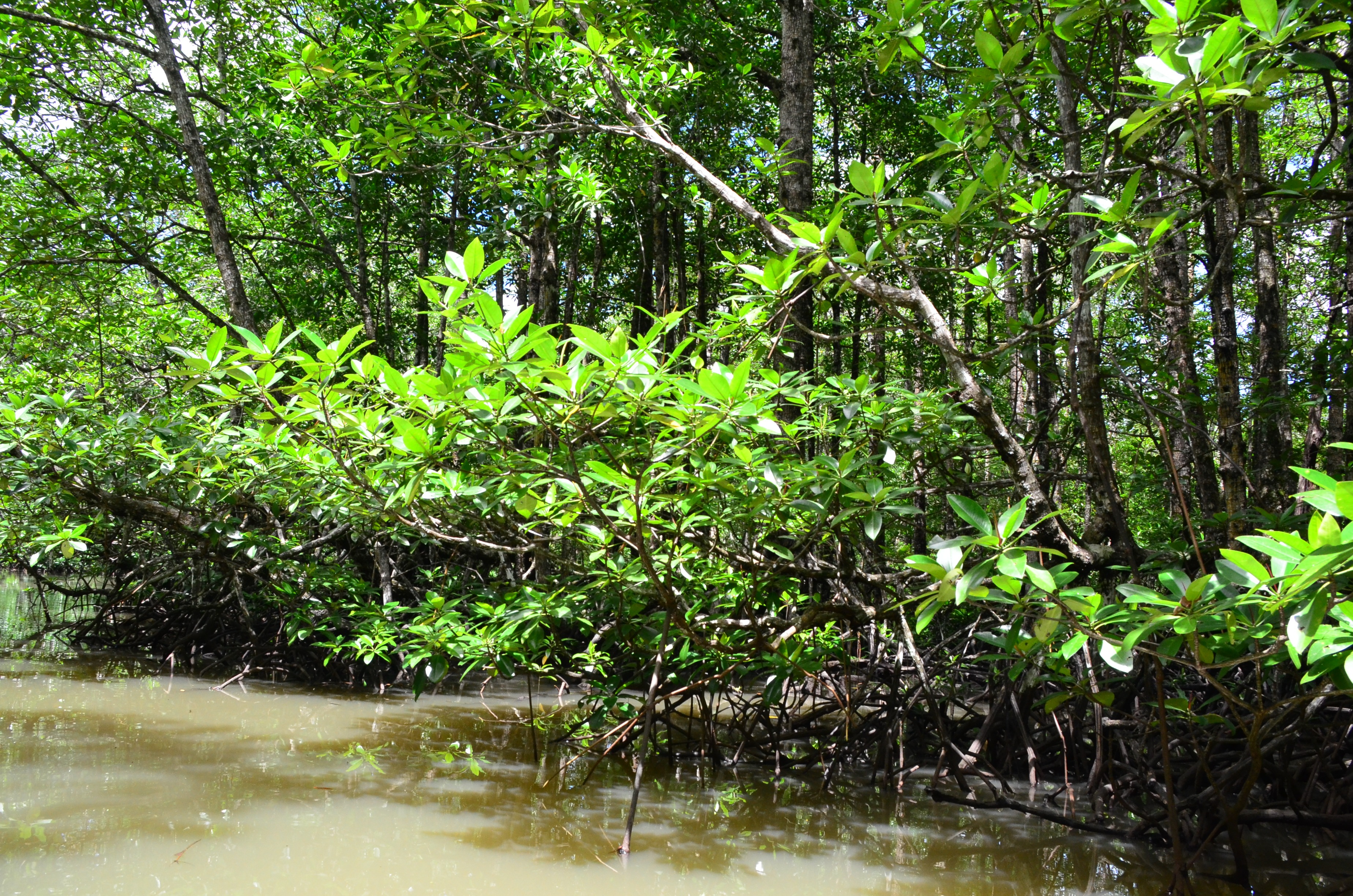 tree, land, foliage, palawan, wild, trunk, woodland, scenics - nature, view, water, scenic, green color, mangrove jungle, time, nature, lake, environment, HD Wallpaper
