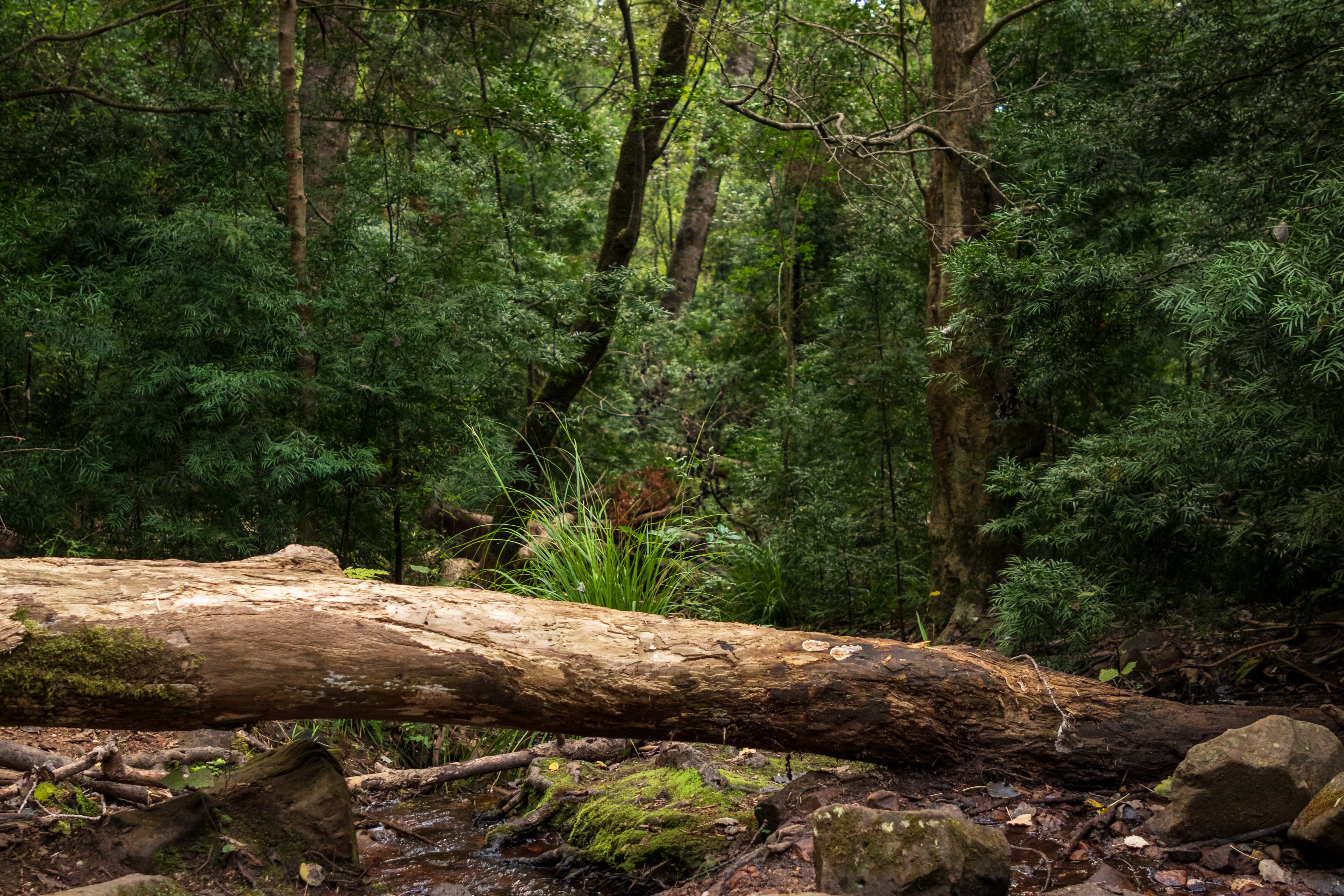 5K, conifer, rainforest, green, nature, log, wood - material, tree, tranquility, tree stump, redwood, vegetation, wood, root, timber, forest, near, grove, HD Wallpaper