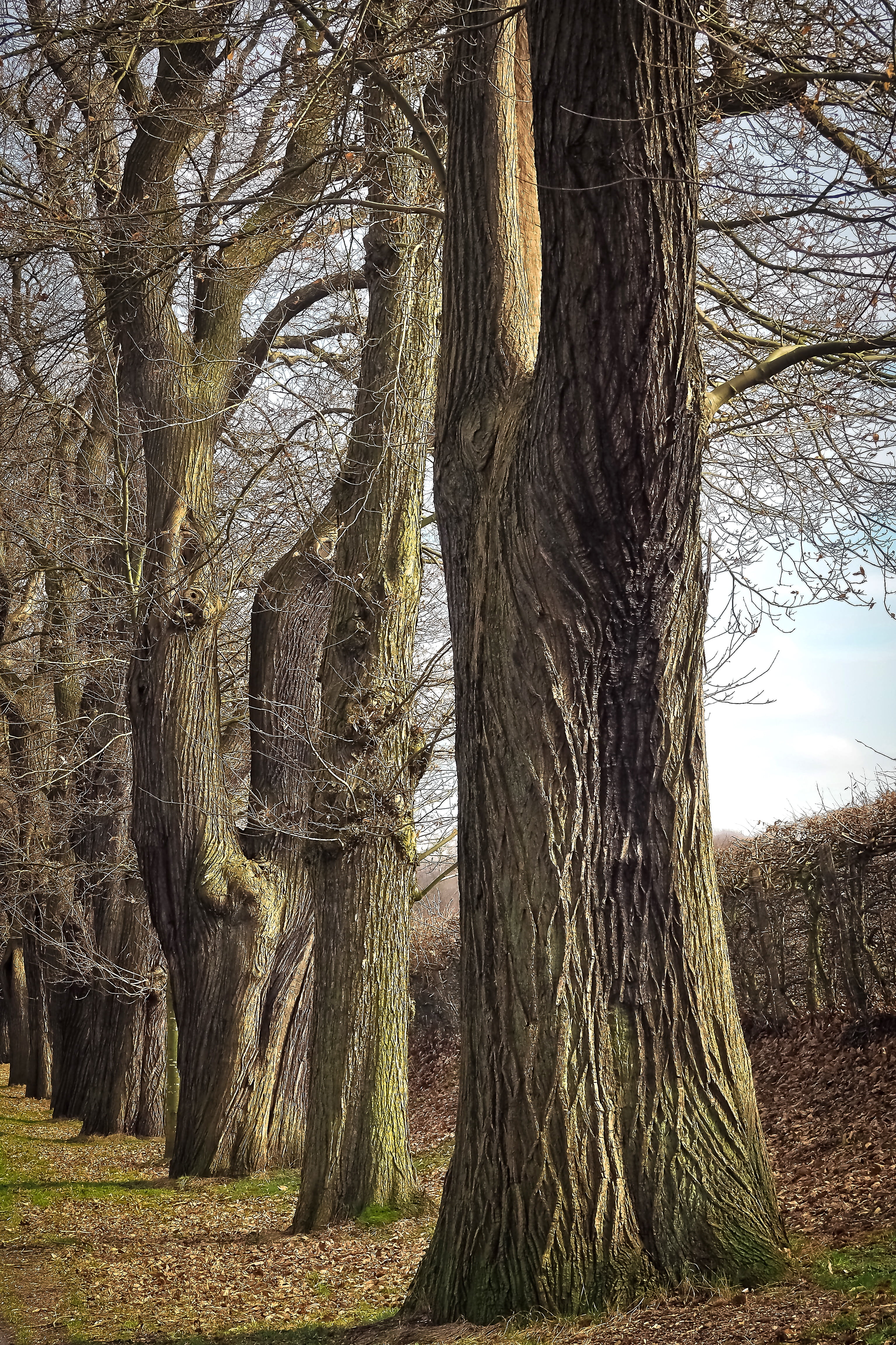 old oaks, growth, tree, texture, cracked, gnarled, nature, branch, environment, no people, pattern, deciduous tree, rugged, rauh, german oak, tree bark, Phone HD Wallpaper