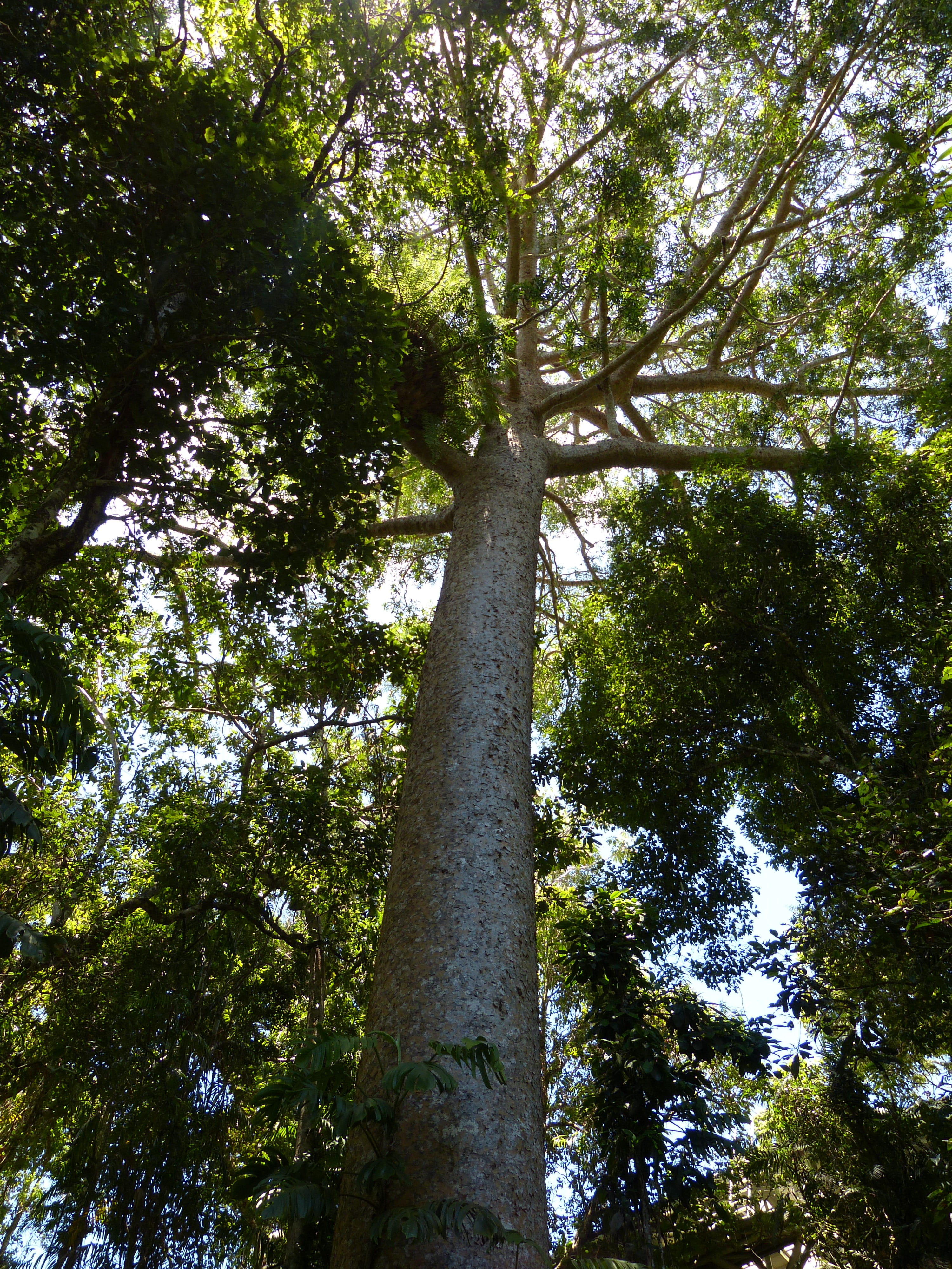 leaves, Tree, kauri tree, growth, green Color, wood, outdoors, branch, scenics - nature, leaf, tropics, bamboo - plant, no People, low angle view, tropical vegetation, Phone HD Wallpaper