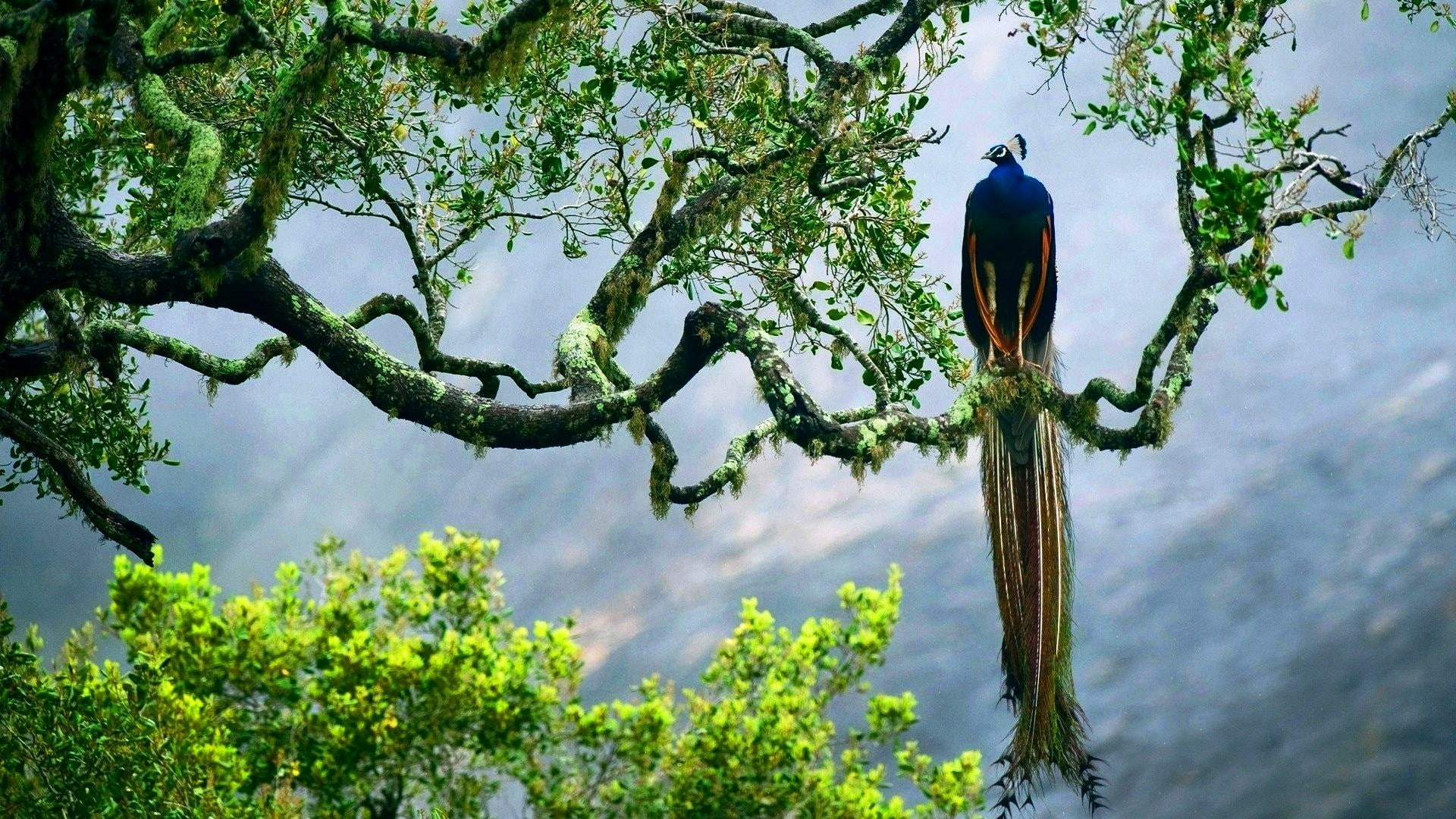 birds, 1080P, trees, peacock, animals, HD Wallpaper