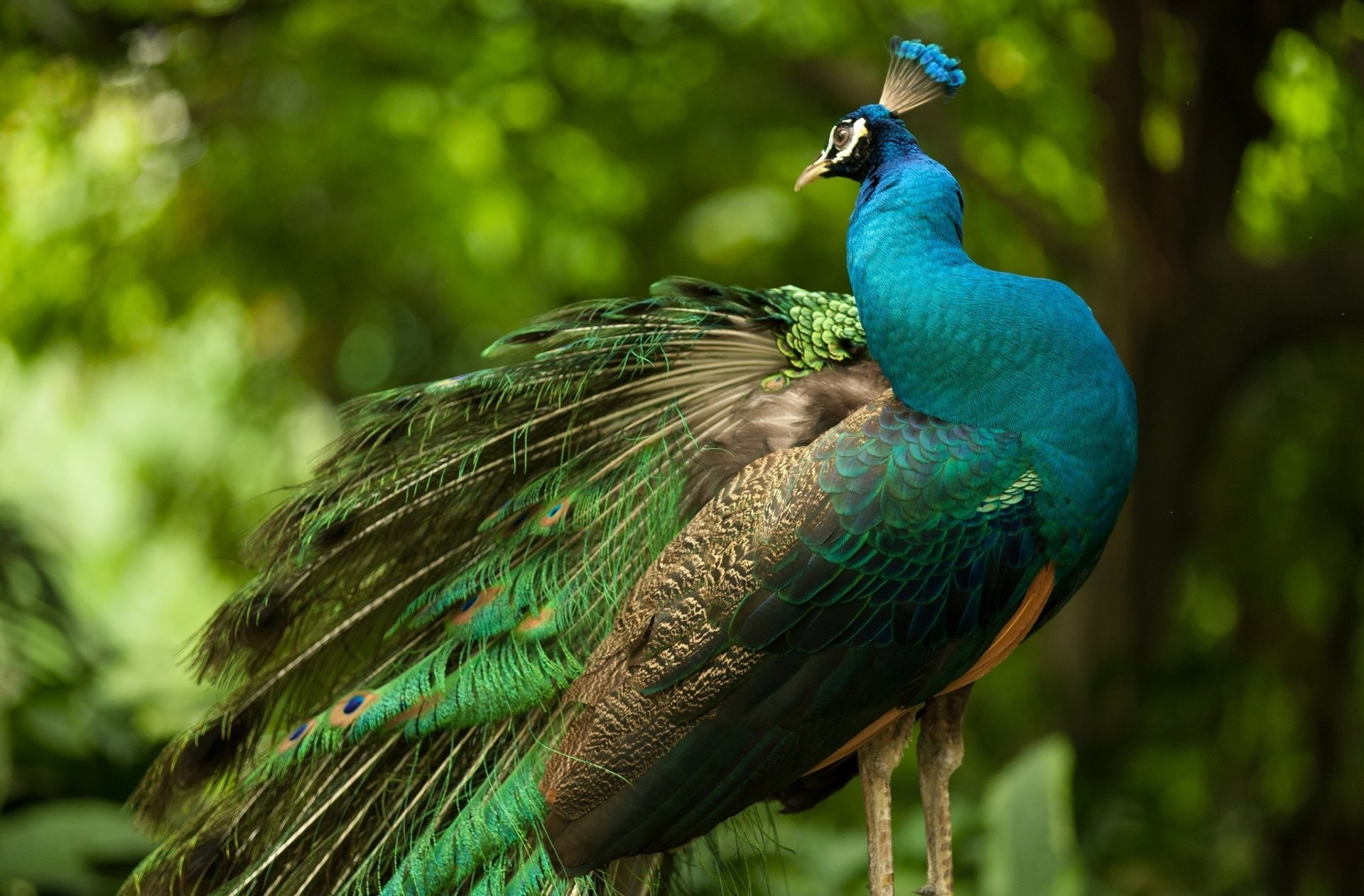 Birds, Bird, Animal, Peacock, 1080P, HD Wallpaper