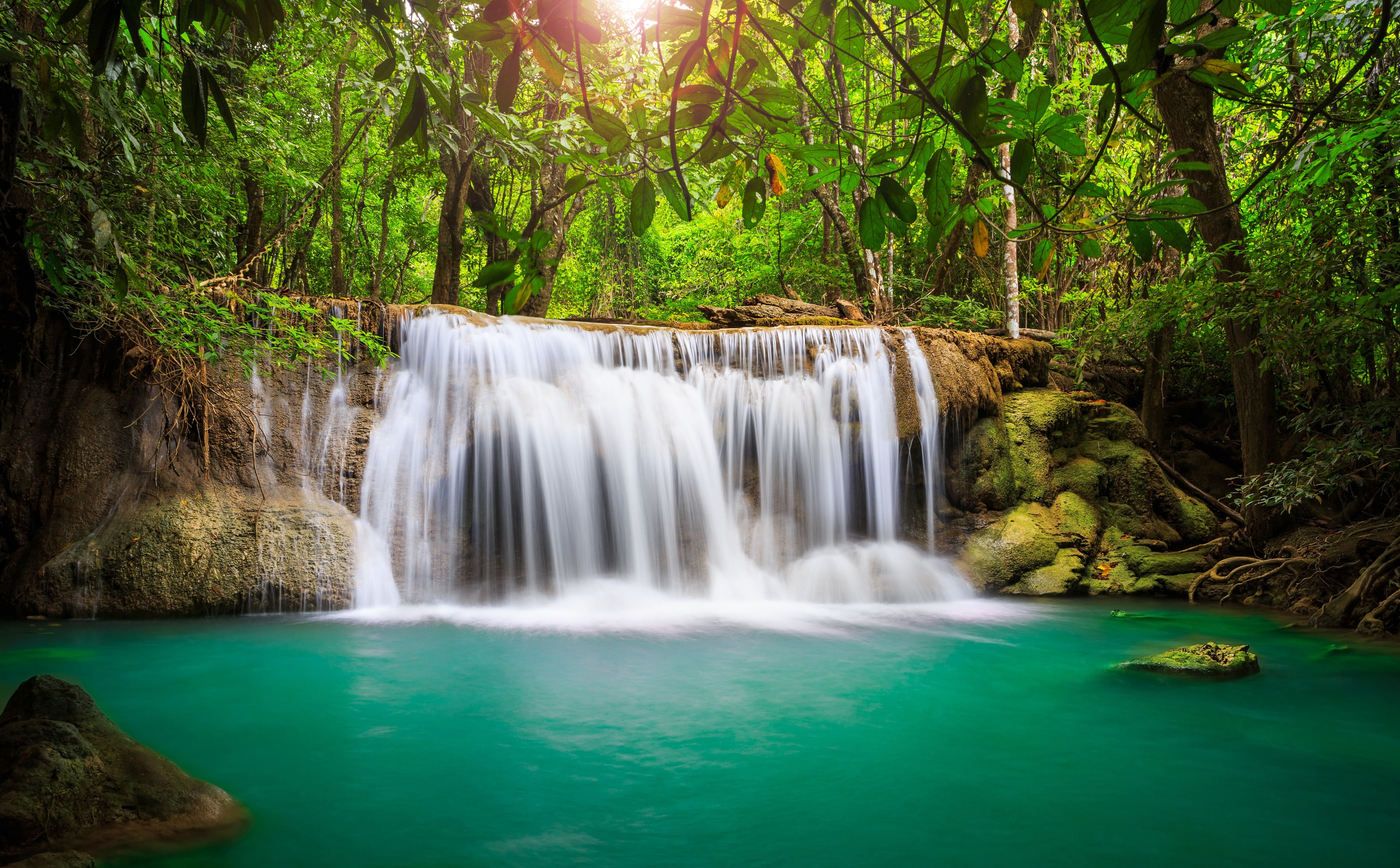 tree, Tropical, Water, environment, plant, flowing water, Trees, outdoors, Scene, rainforest, scenics - nature, Beautiful, hd, beauty in nature, places, HD Wallpaper