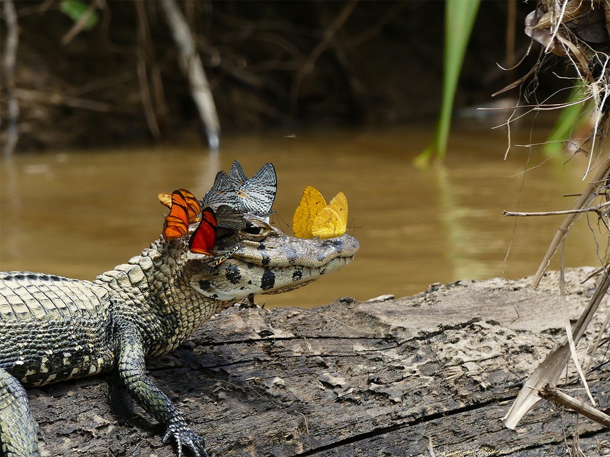 butterfly, caiman, lake, landscape, calm, rainforest, 480P, crocodiles, water, wood, nature, plants, HD Wallpaper