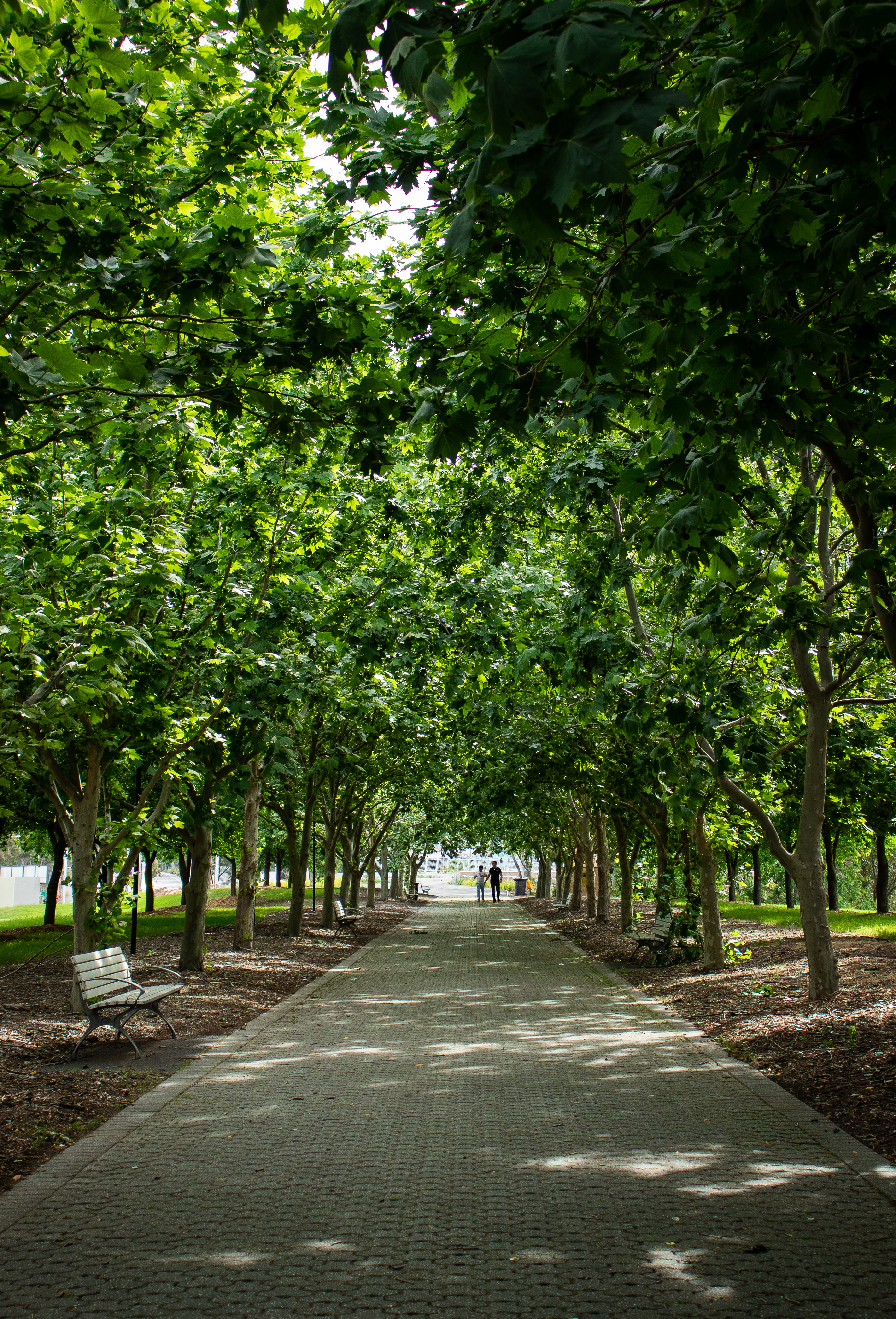 treelined, sunshine, homebush, australia, park - man made space, diminishing perspective, path, 5K, braches, nature, light, real people, direction, activity, Phone HD Wallpaper