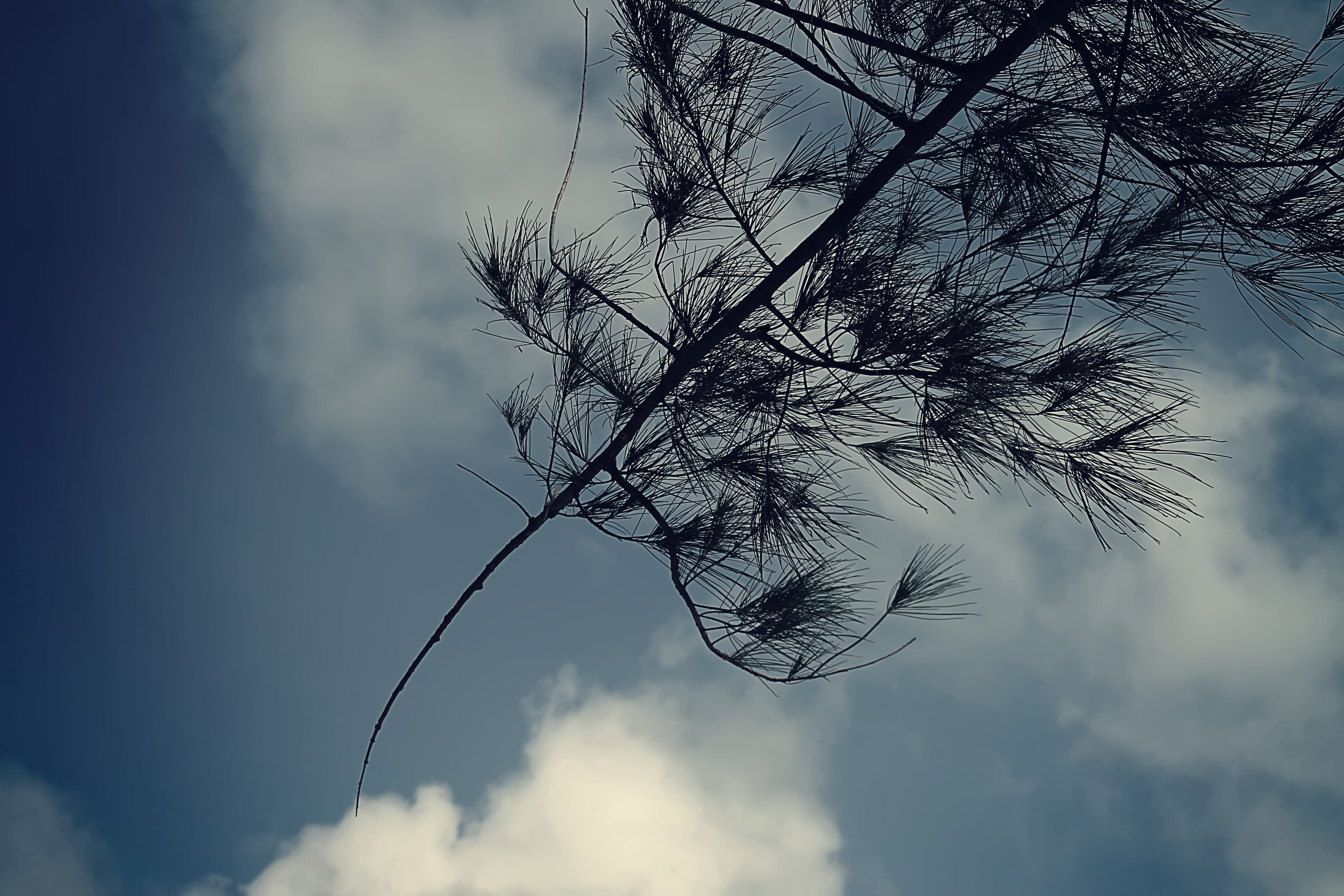 growth, tree, dark, nature, dusk, outdoors, braches, 4K, no people, low angle view, sky, black, cloud - sky, branch, tranquil scene, scenics - nature, HD Wallpaper