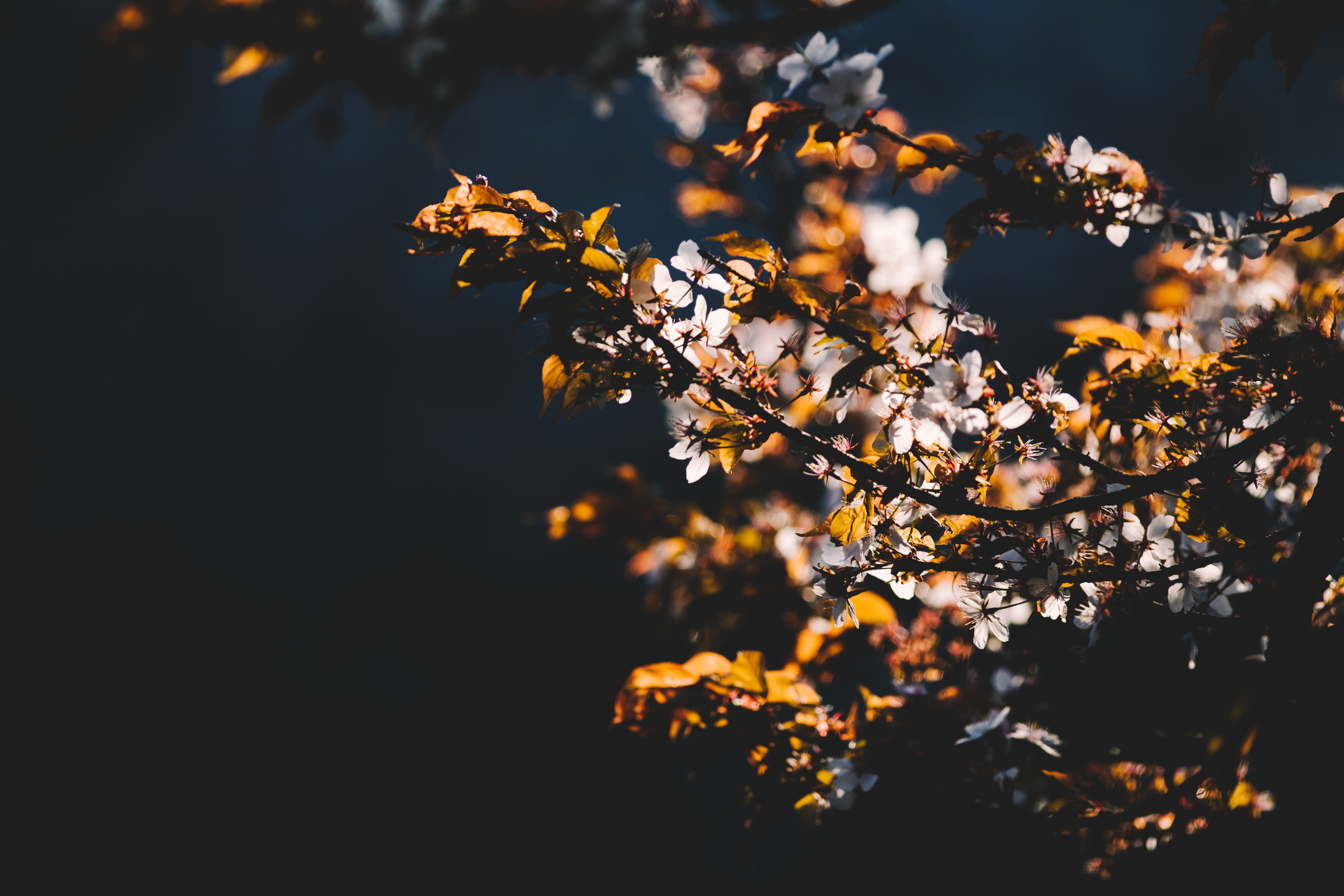 april, spring, warm, photograph, freshness, branch, leafed, plant, flower, shallow, outdoors, sunlight, environment, plant part, blossom, tranquility, flowering plant, HD Wallpaper