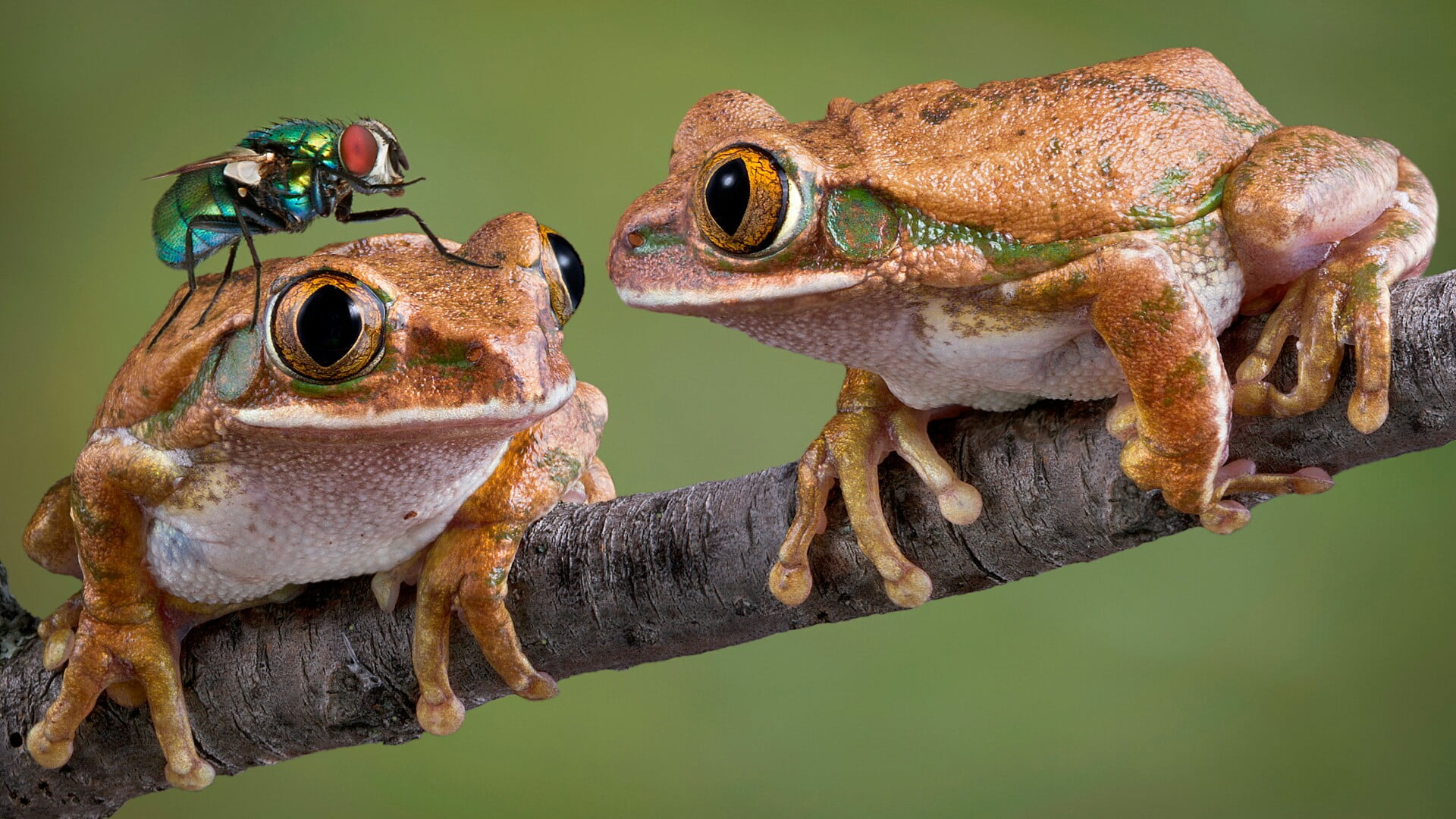animal eye, green color, funny, animal themes, close up, toad, nature, reptile, frog, studio shot, photography, close-up, day, twig, animal wildlife, fauna, HD Wallpaper