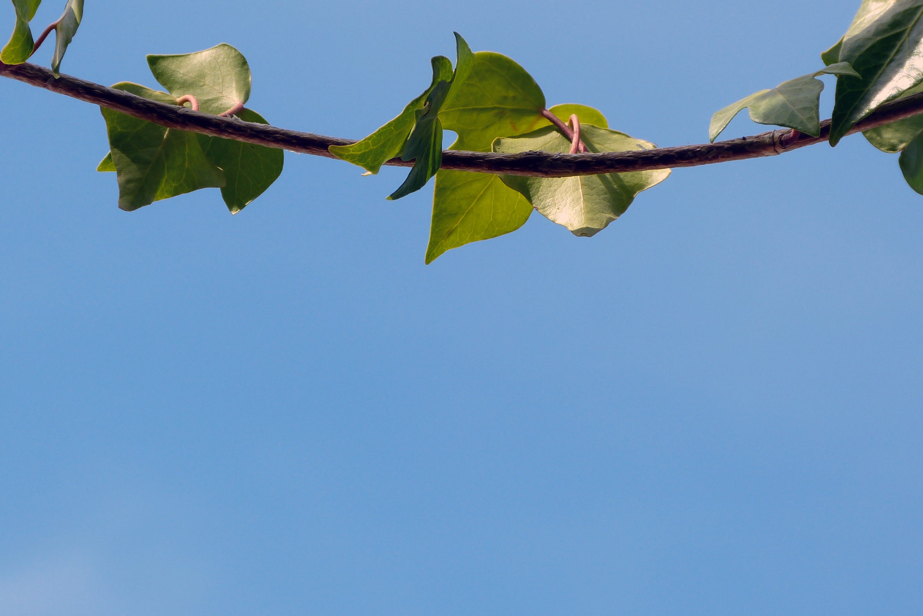 green Color, no People, copy space, heaven, growth, branch, clear Sky, fruit, plant part, beauty in nature, leaf, plant, freshness, outdoors, brach, Blue Sky, HD Wallpaper