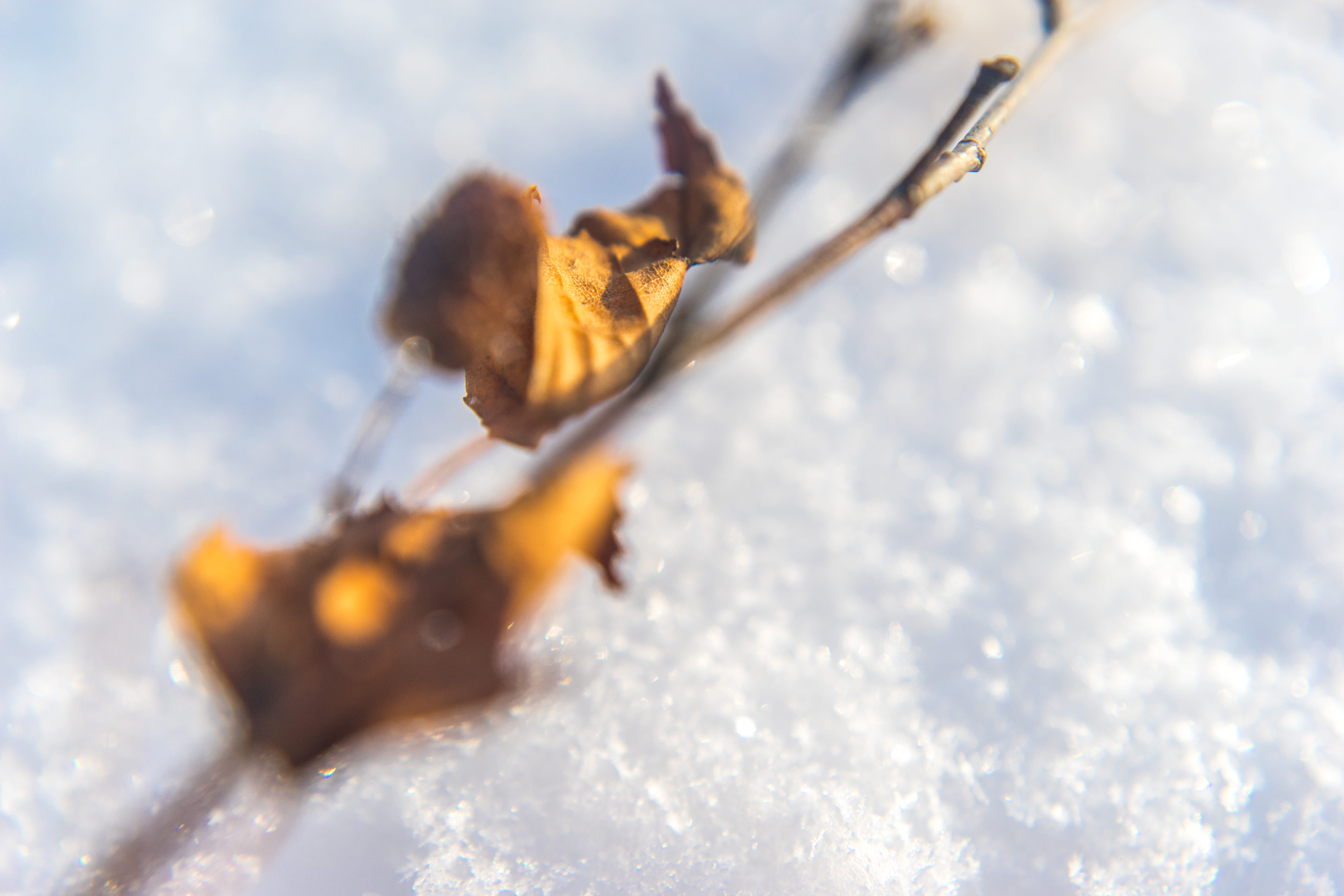no people, bokeh, water, leave, sunlight, land, snow, close-up, sun, winter, white color, high angle view, yellow, fragility, cherepovets, russia, beauty in nature, HD Wallpaper