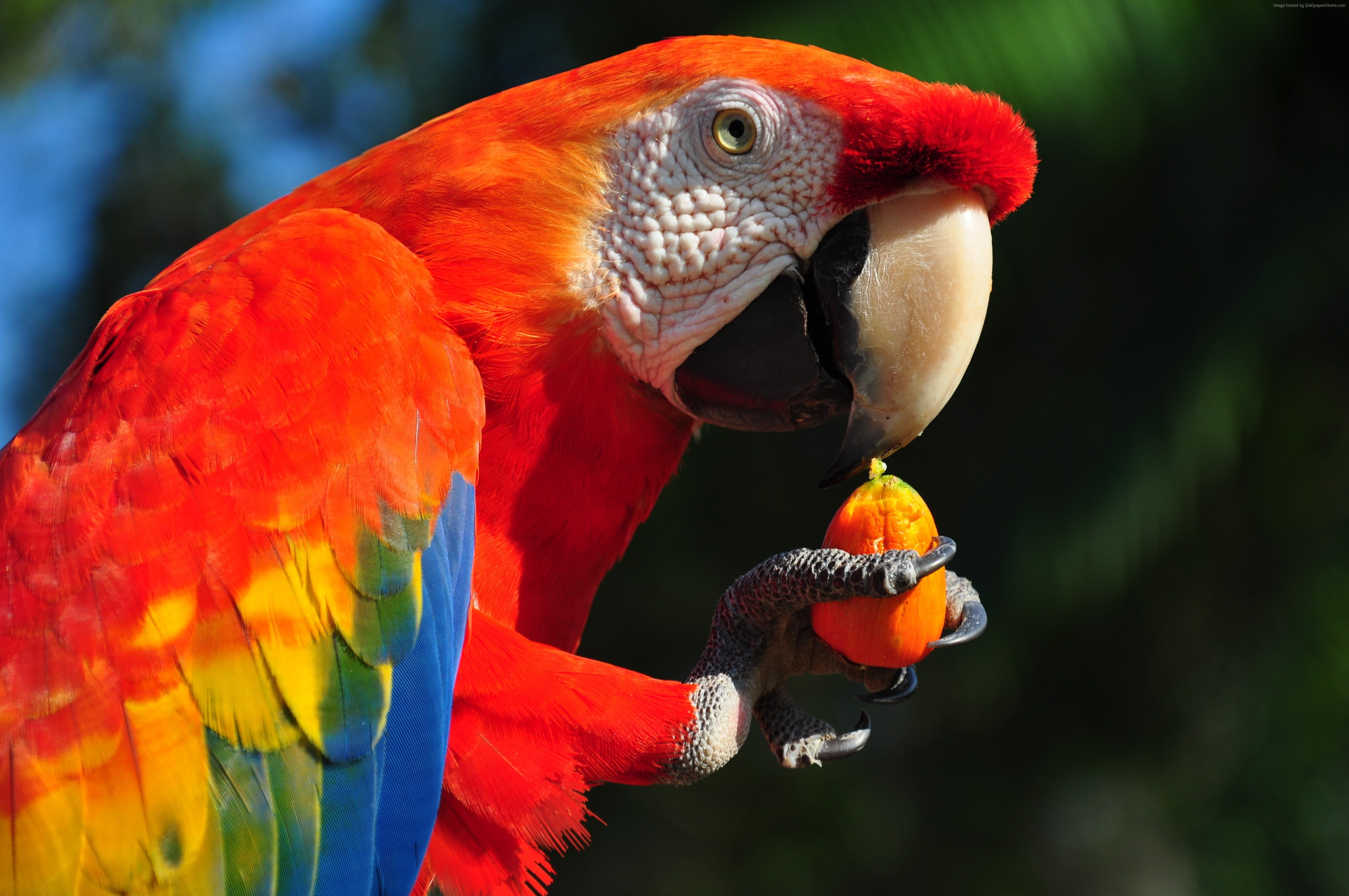 animal, macaw, nature, one animal, animal body part, outdoors, bird, multi colored, tropical bird, parrot, red, beak, no people, 4K, animal wildlife, close-up, HD Wallpaper