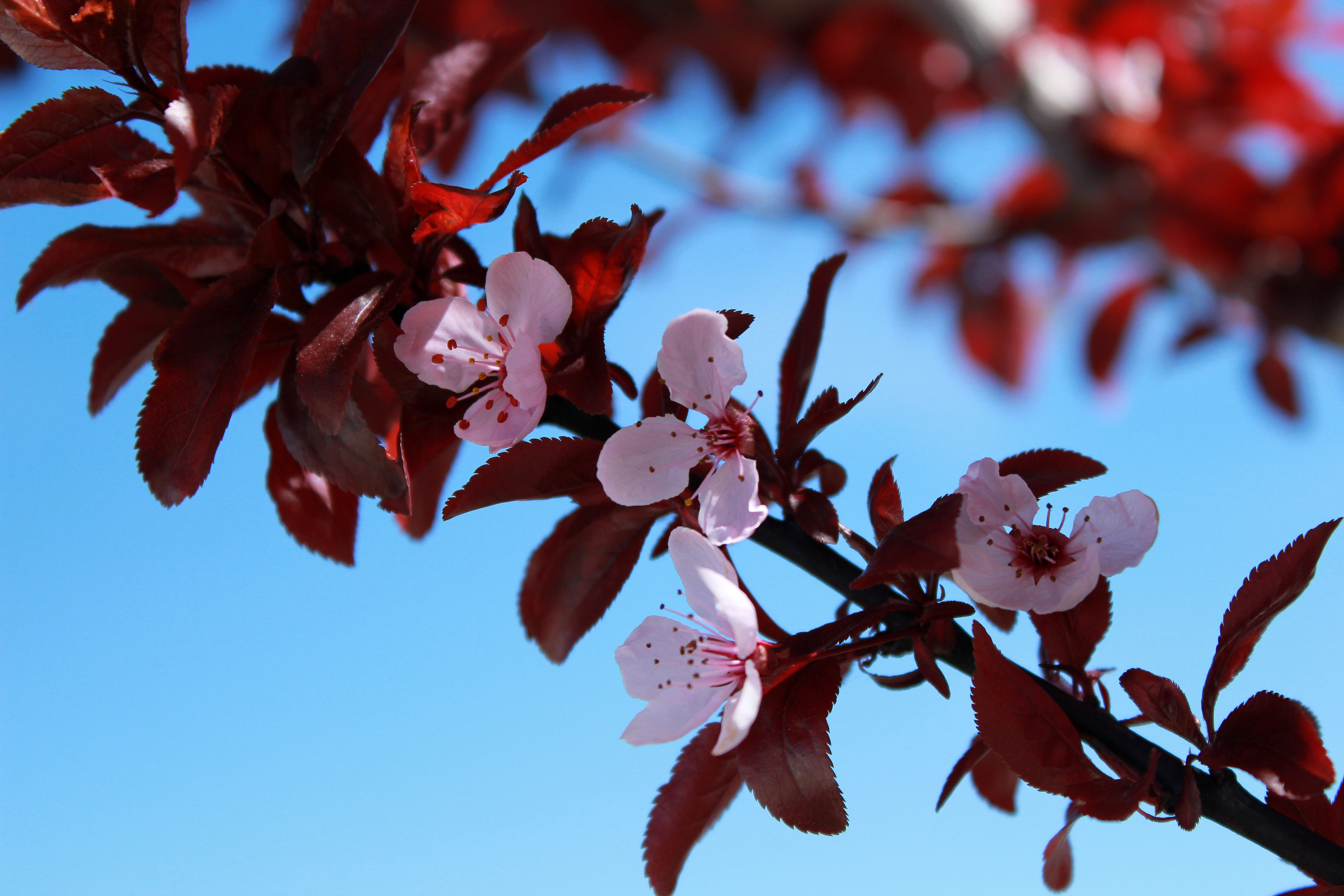 5K, springtime, environment, focus on foreground, close-up, beautiful, flora, flowering plant, petals, braches, vulnerability, plant, blooming, day, pink, HD Wallpaper
