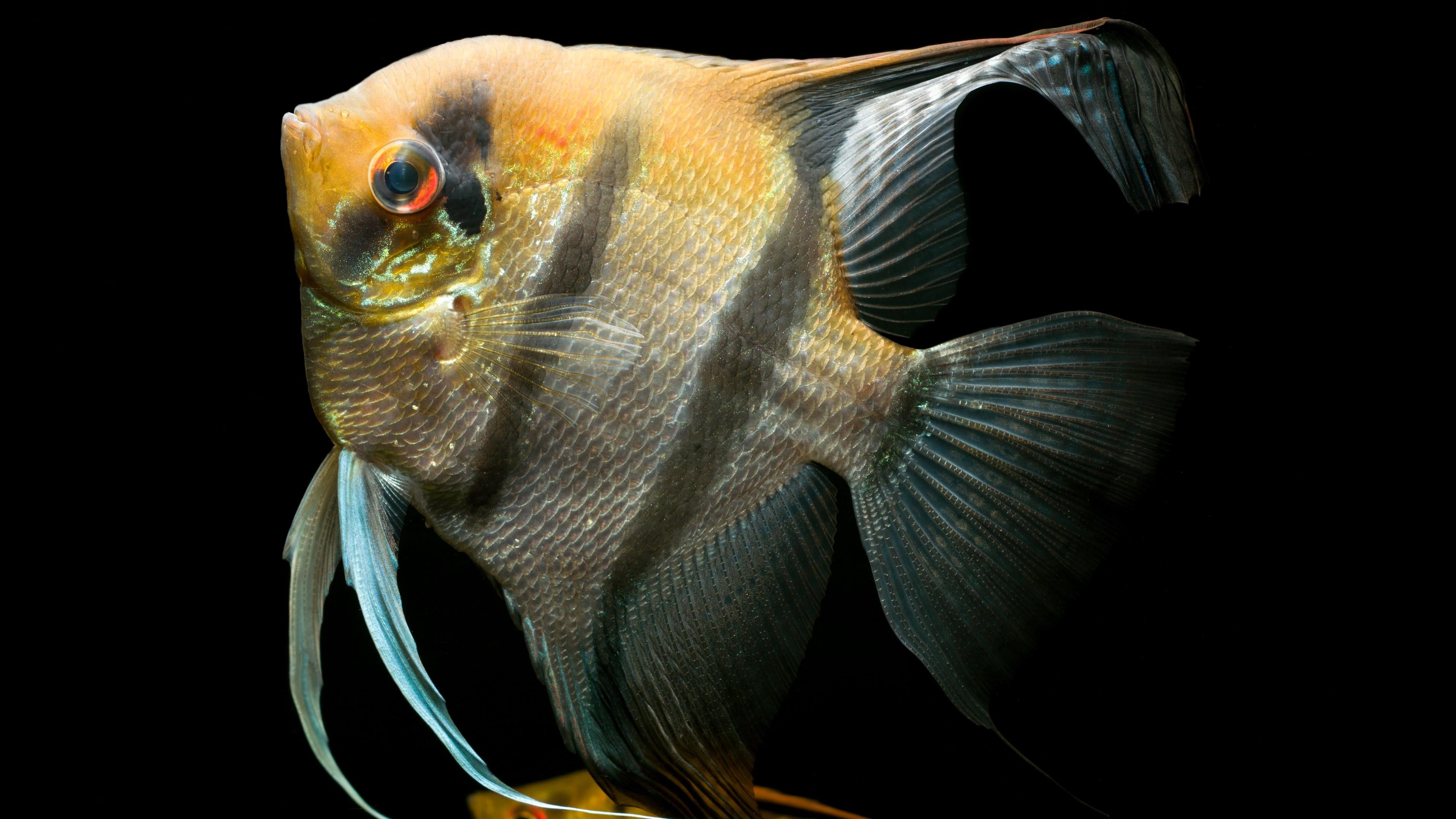 animal themes, animal scale, animal eye, pterophyllum scalare, nature, studio shot, 4K, fish, swimming, animals in captivity, sea, black background, close-up, HD Wallpaper
