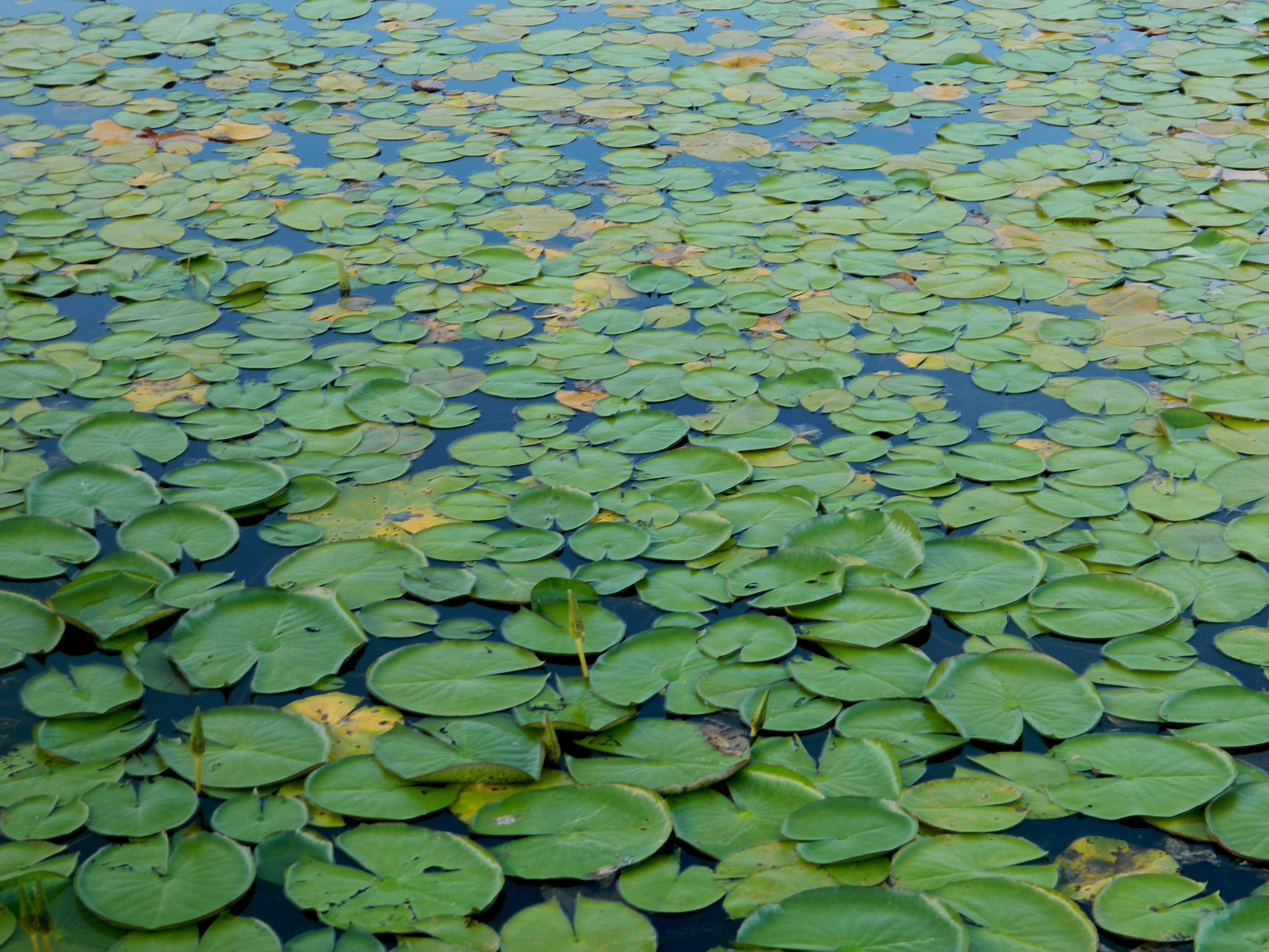 backgrounds, floating on water, leaves, full frame, lily, water, freshness, day, brazil, floating, no people, flower, green, 4K, growth, green color, aquatica plant, HD Wallpaper