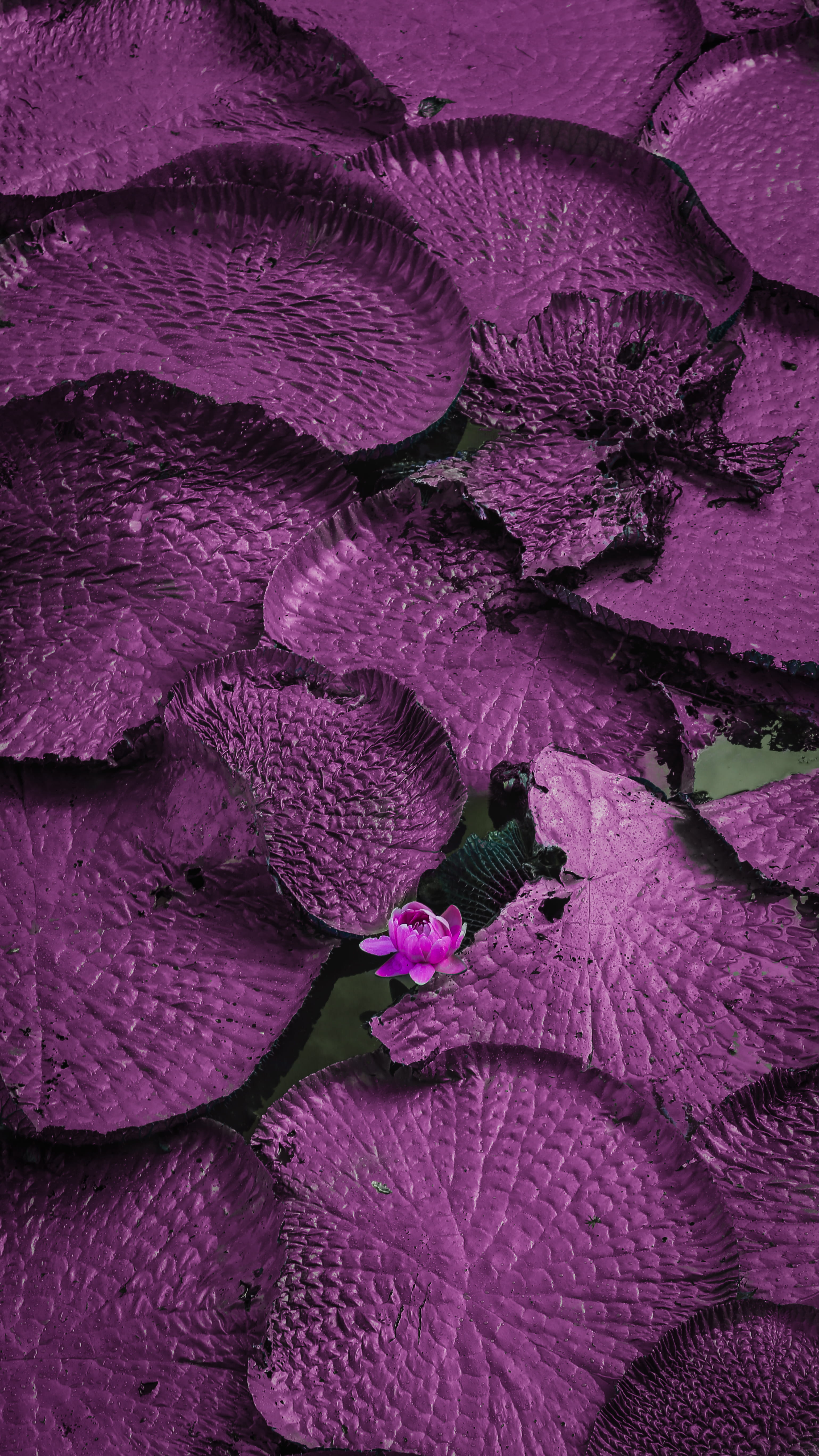 vitoriaregia, plant, abundance, flowering plant, vulnerability, vegetable, nature, high angle view, flower, purple, freshness, close-up, no people, pink color, Phone HD Wallpaper