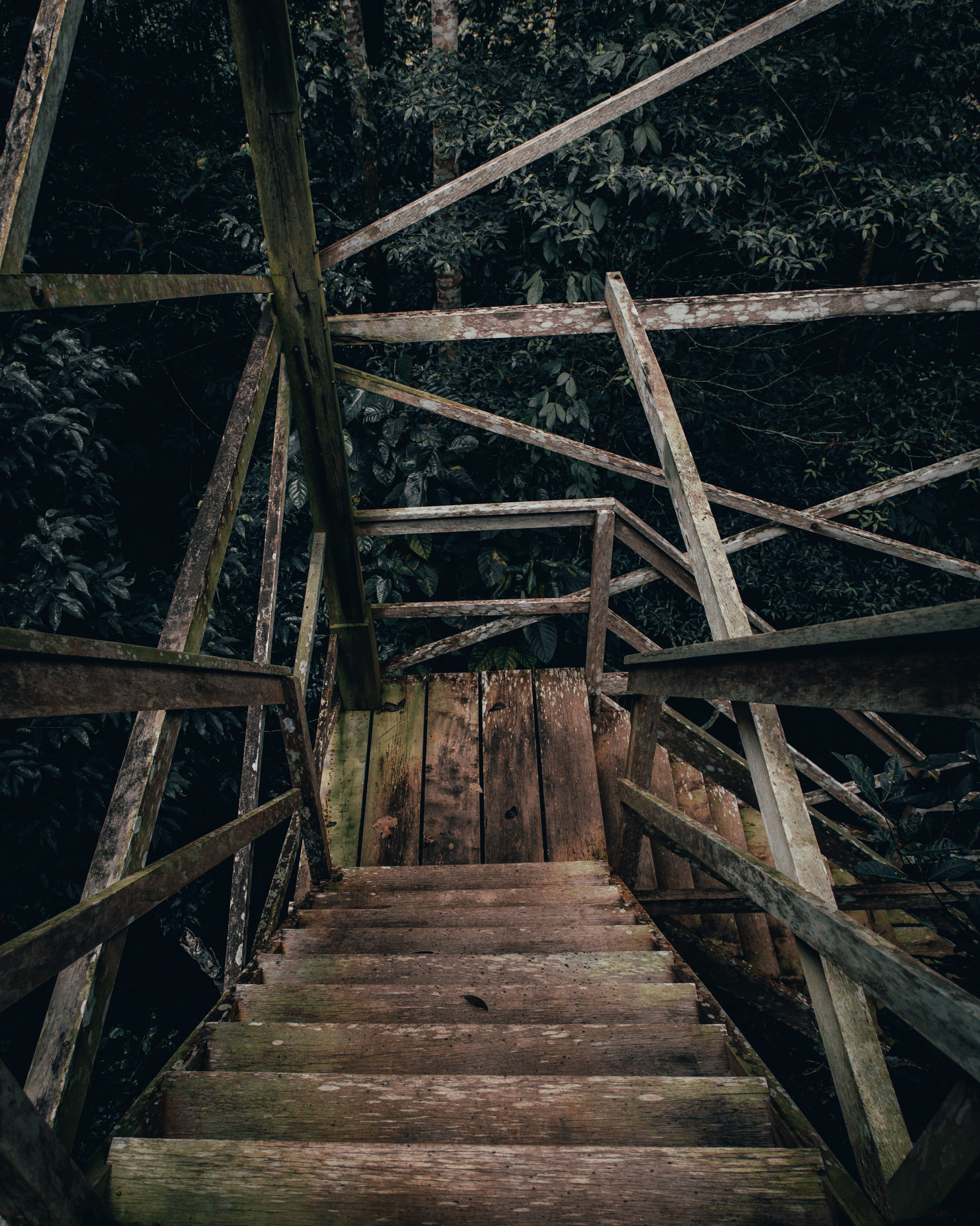 direction, wooden, outdoors, handrail, railing, land, nature, porch, wood, 5K, footbridge, amazonia, forest, connection, no people, diminishing perspective, Phone HD Wallpaper