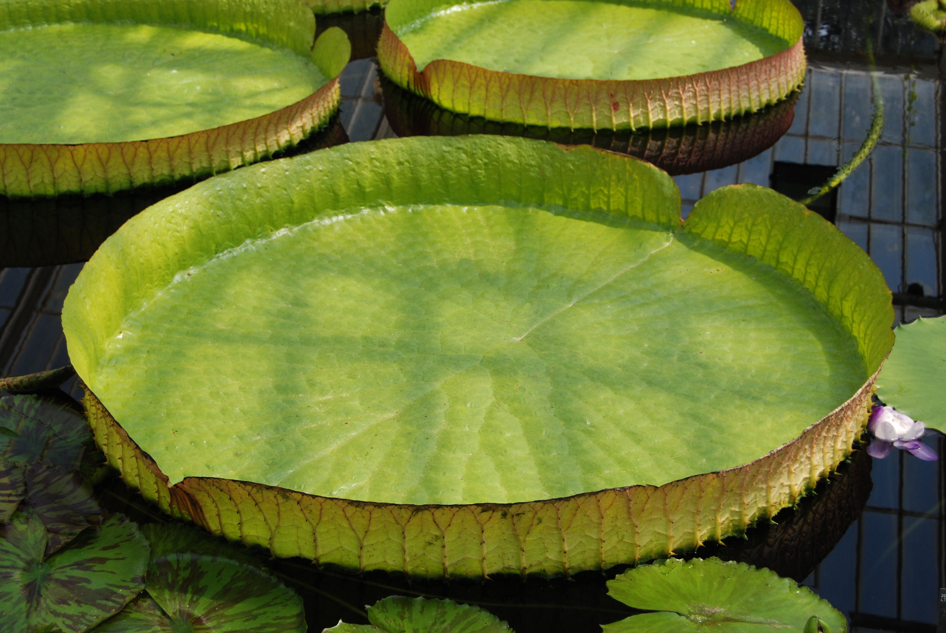 food, freshness, beauty in nature, healthy eating, leaf, sunlight, nature, slice, day, pads, aquatic plant, water, leaves, flower, outdoors, lotus water lily, HD Wallpaper