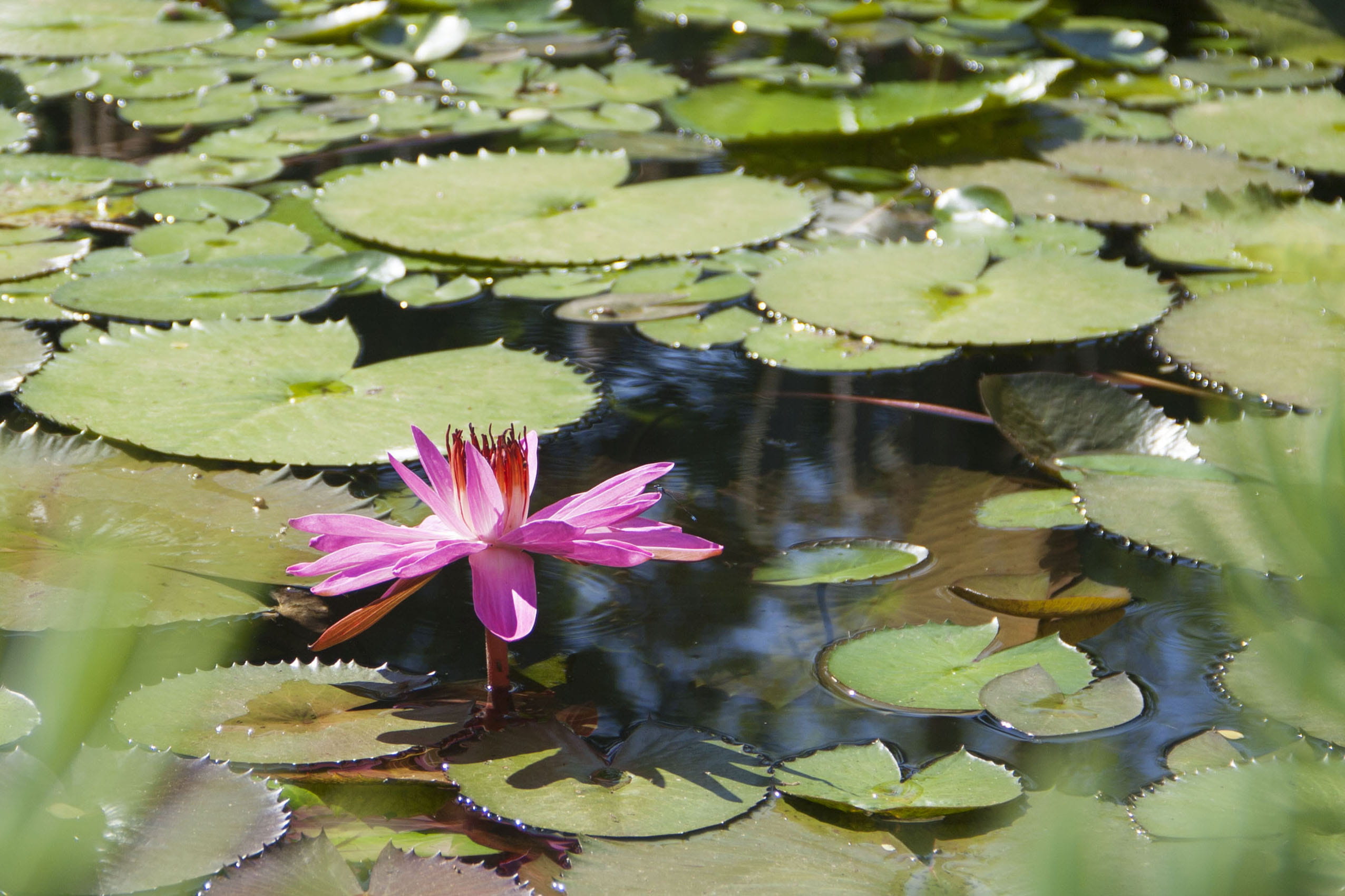 fragility, lily, plant, freshness, planta, no people, flower, 1080P, floating, lake, lotus water lily, vulnerability, rio de janeiro, brazil, beauty in nature, HD Wallpaper