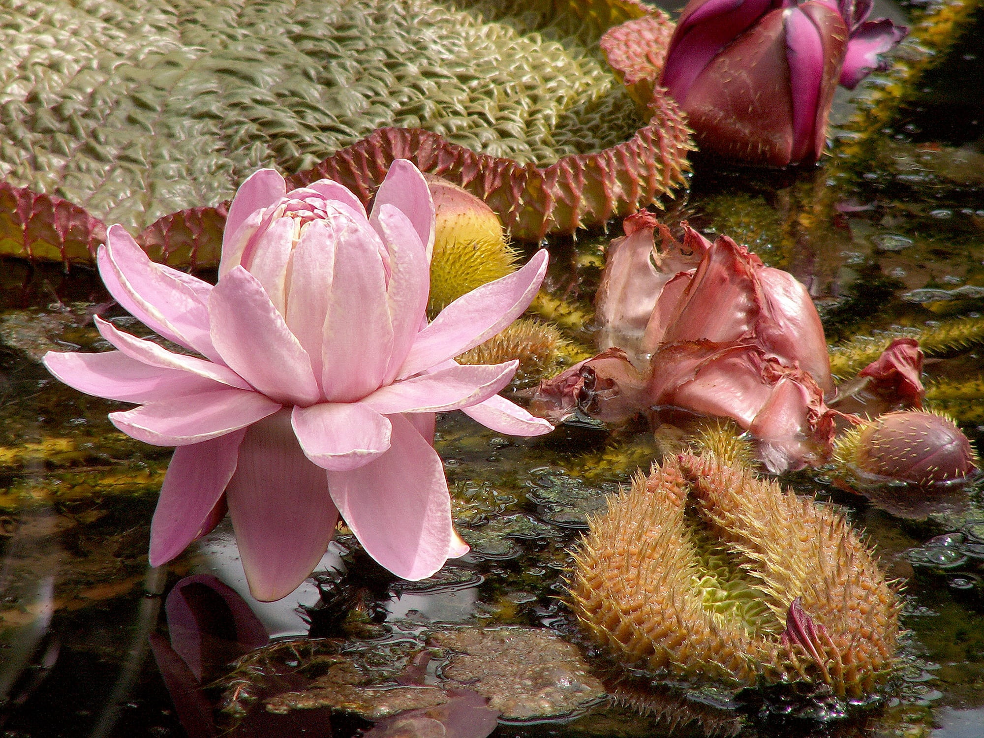 flower head, plant, close-up, lotus, victoria lily, pink color, freshness, float, pond, no people, flora, large, green, flower, water, nature, inflorescence, HD Wallpaper